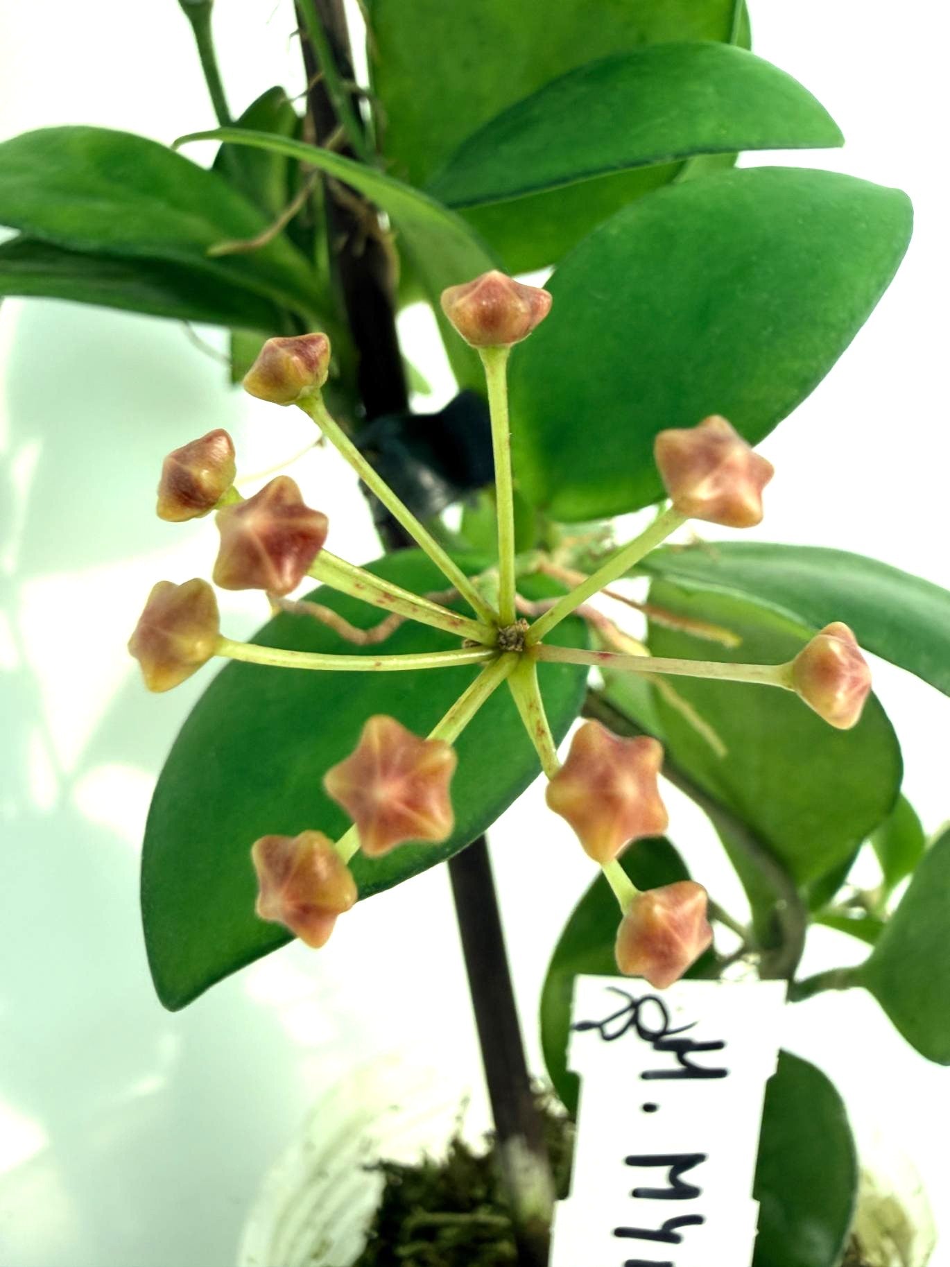 Hoya Myrmecopa big Leaves with flowers 9