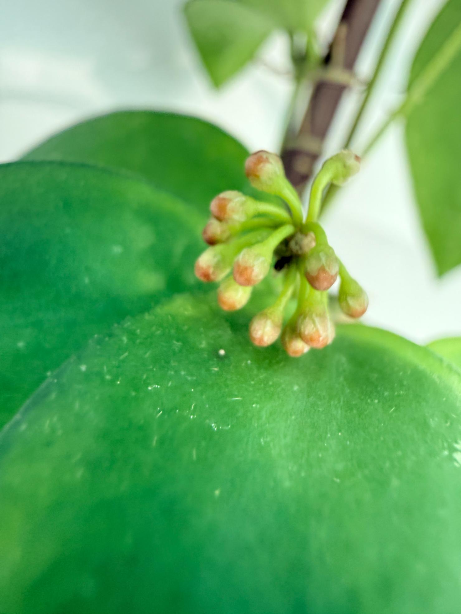 Hoya Myrmecopa big Leaves with flowers 3