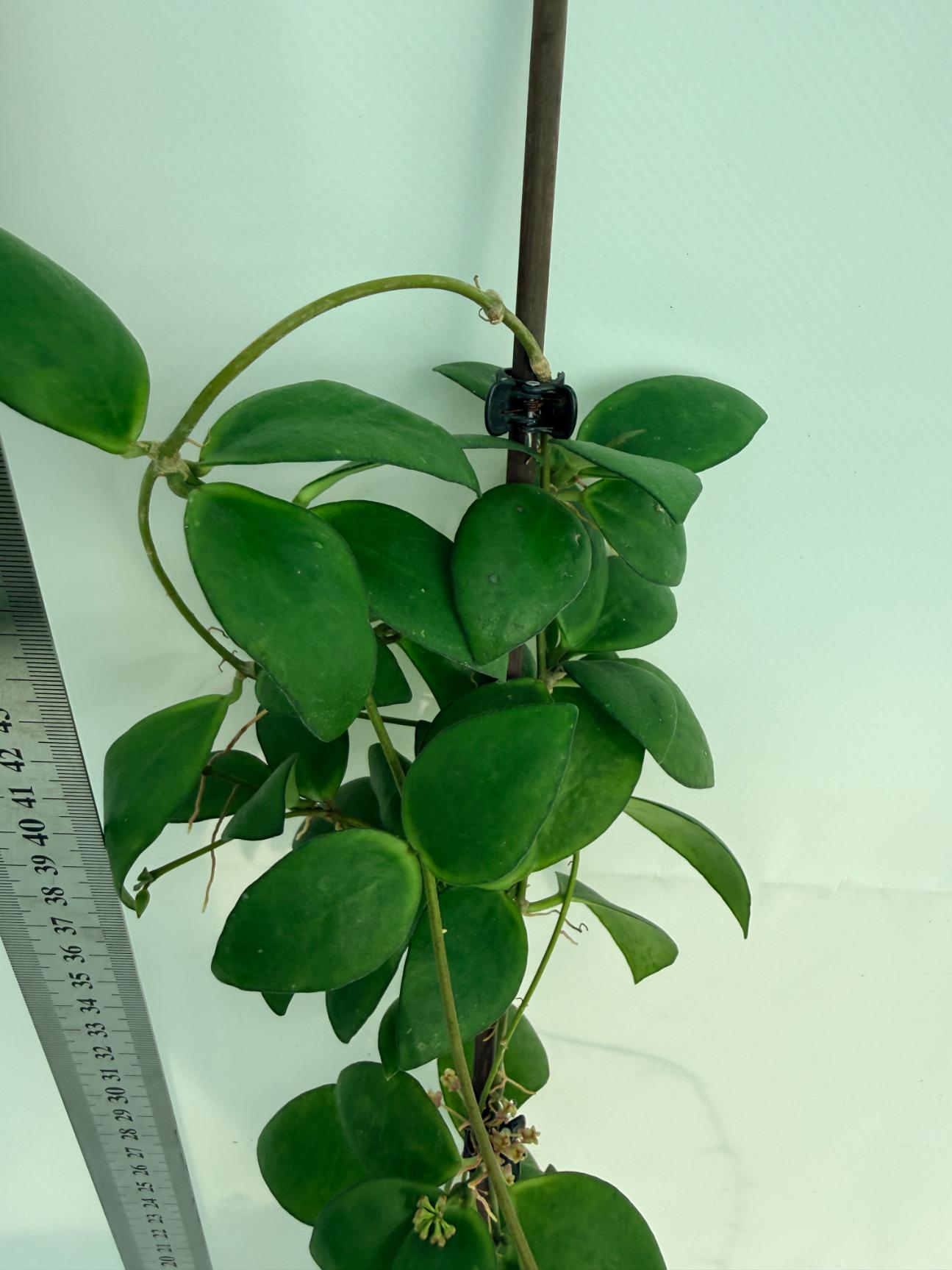 Hoya Myrmecopa big Leaves with flowers 4