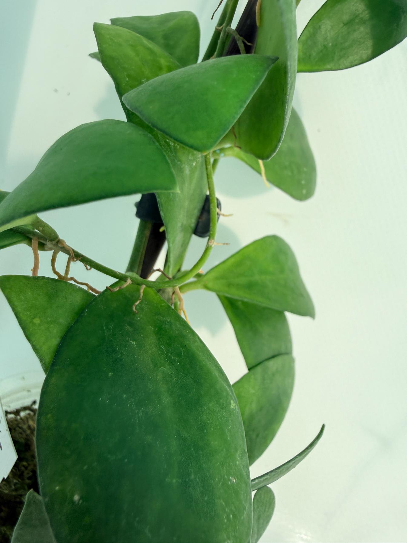 Hoya Myrmecopa big Leaves with flowers 5