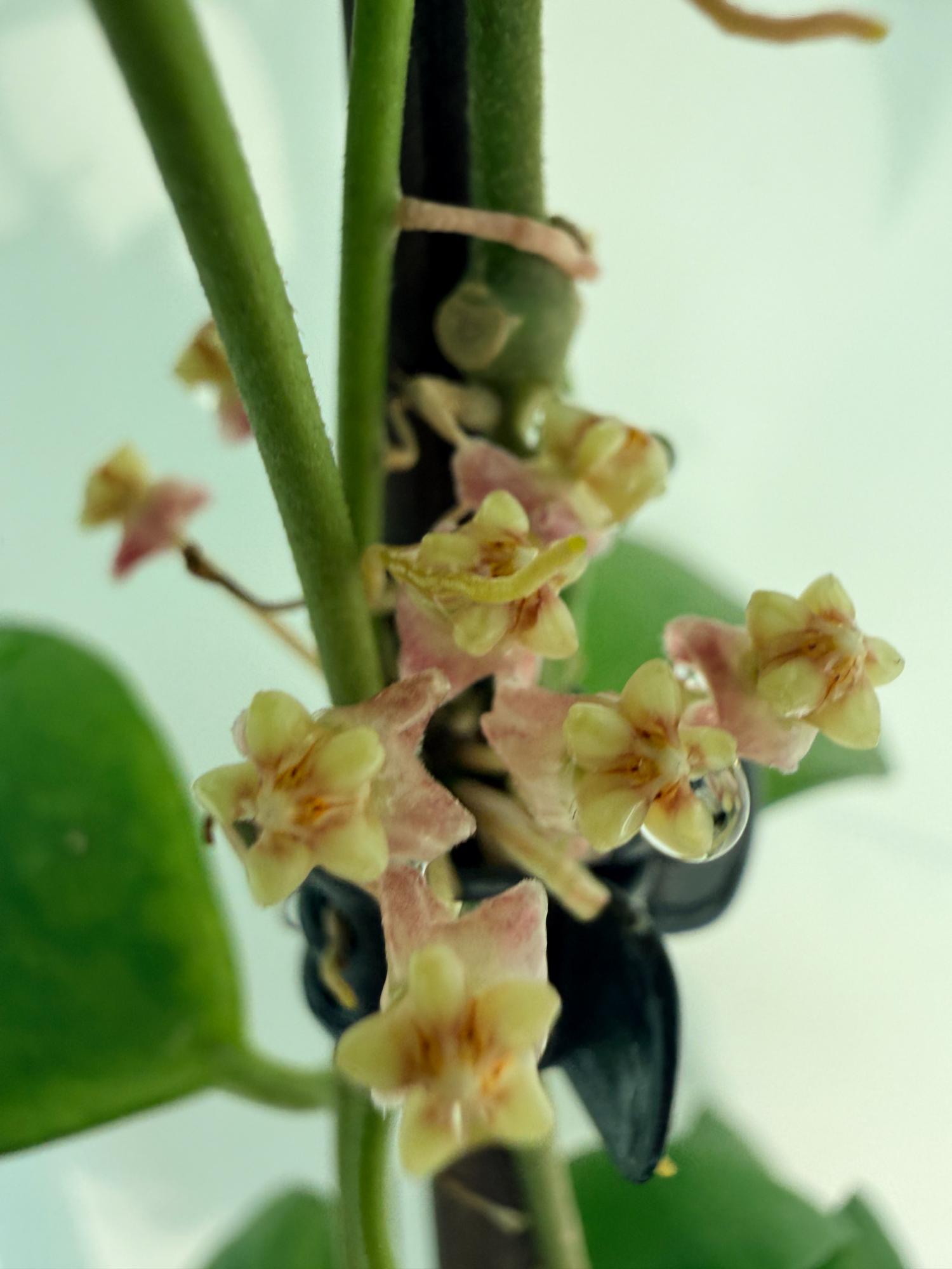 Hoya Myrmecopa big Leaves with flowers 10