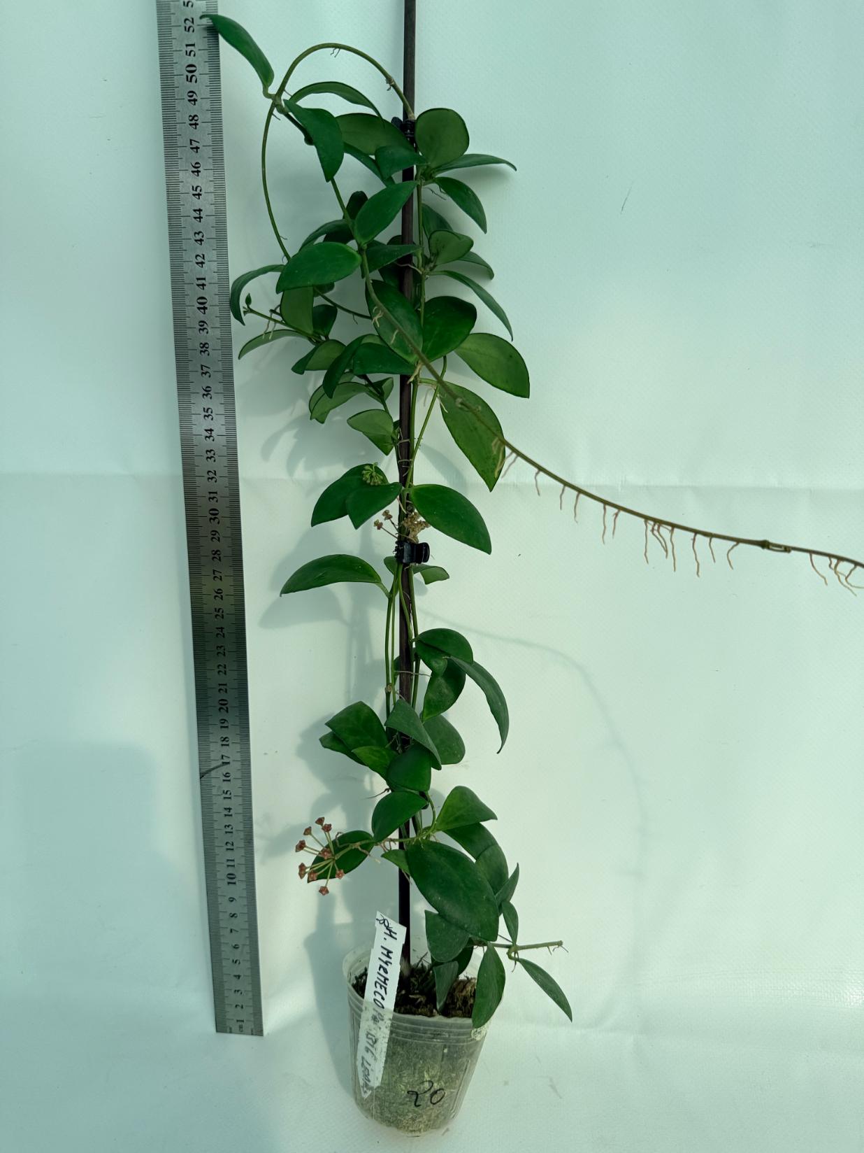 Hoya Myrmecopa big Leaves with flowers 1