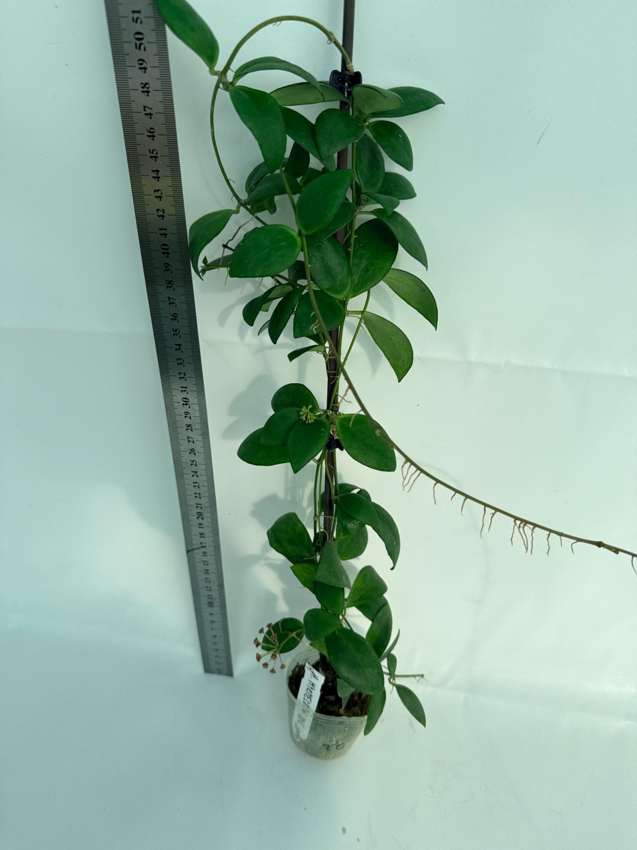 Hoya Myrmecopa big Leaves with flowers 6