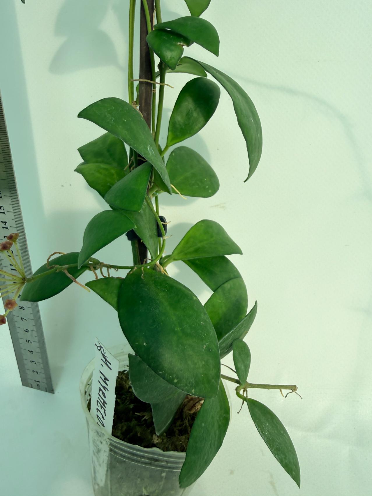 Hoya Myrmecopa big Leaves with flowers 7