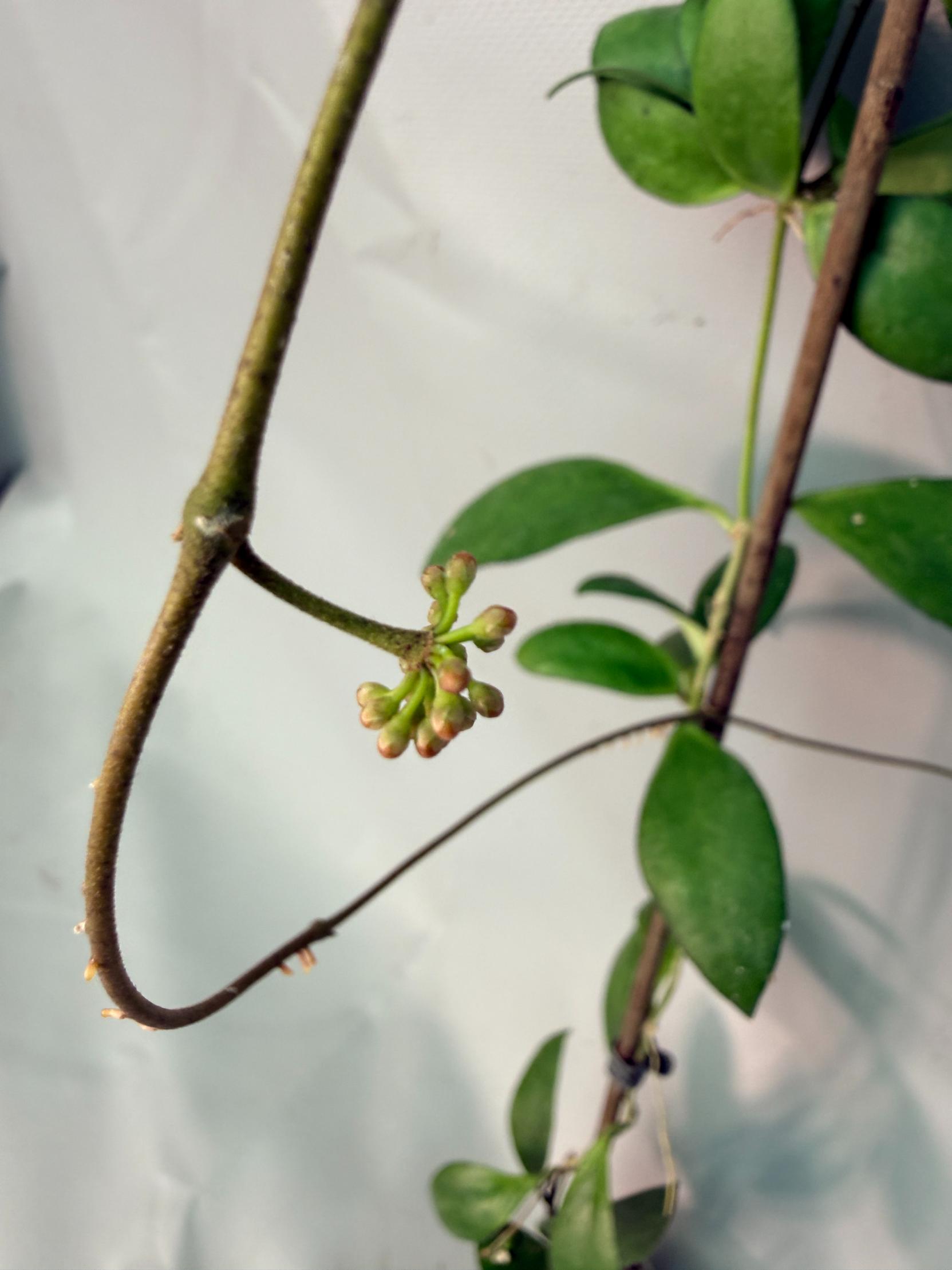 Hoya Myrmecopa big Leaves with flowers