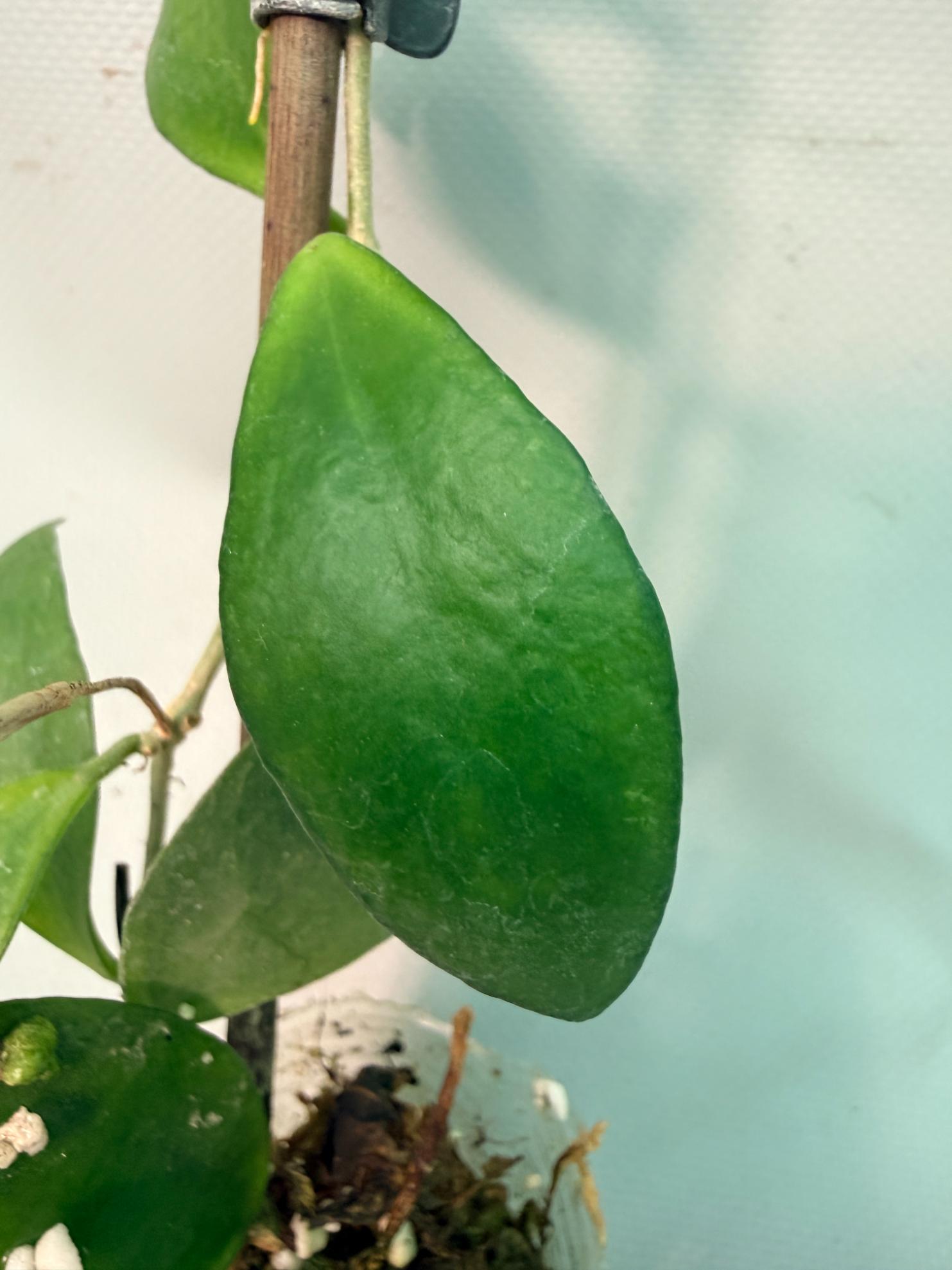 Hoya Myrmecopa big Leaves with flowers