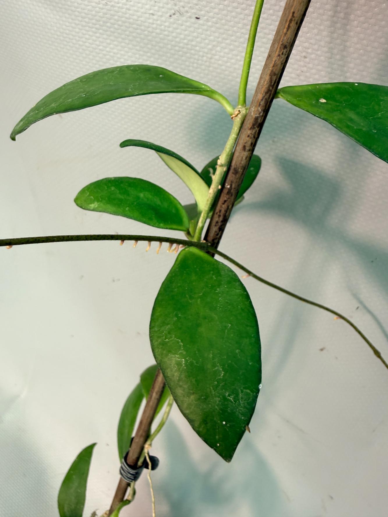 Hoya Myrmecopa big Leaves with flowers
