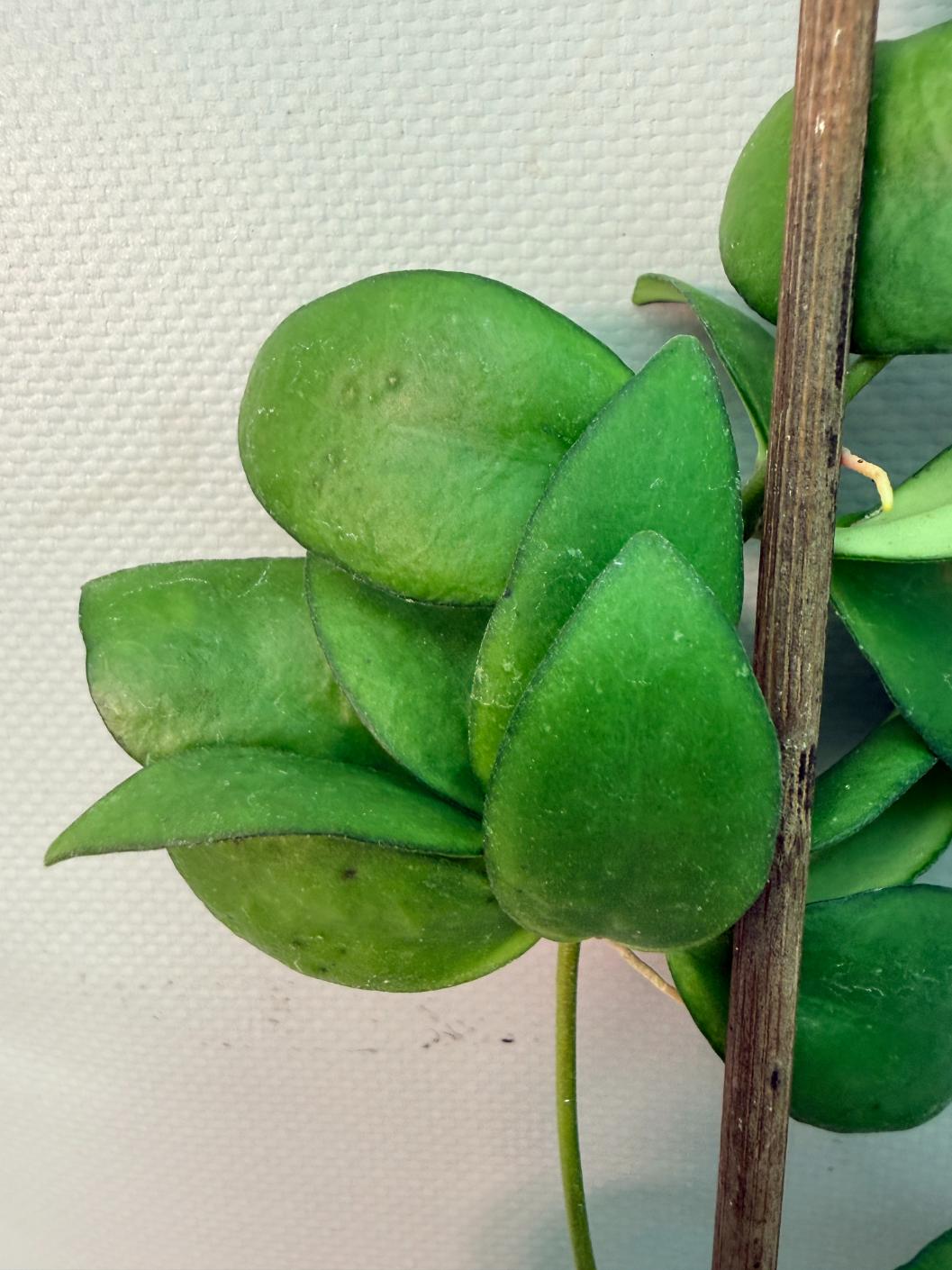 Hoya Myrmecopa big Leaves with flowers