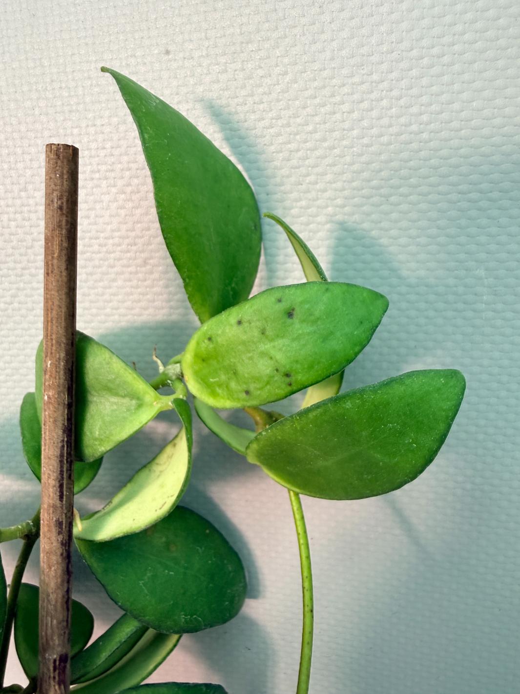 Hoya Myrmecopa big Leaves with flowers