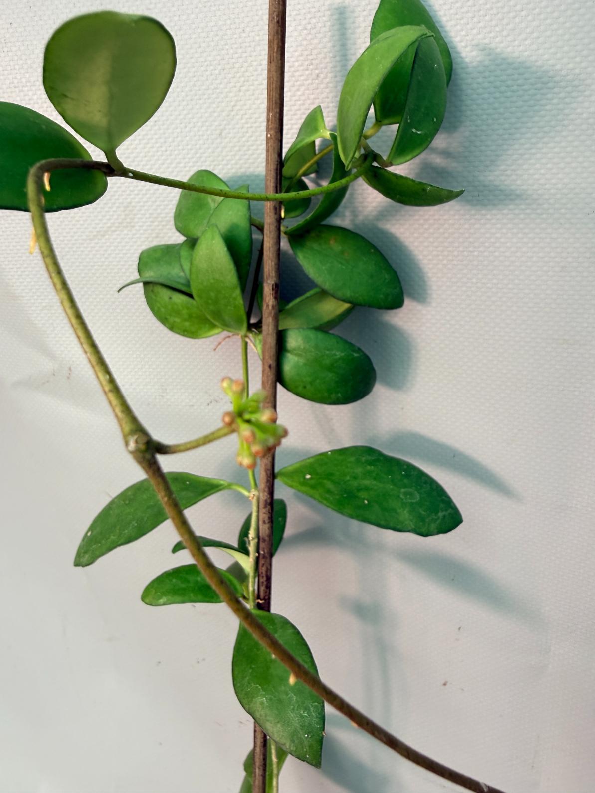 Hoya Myrmecopa big Leaves with flowers