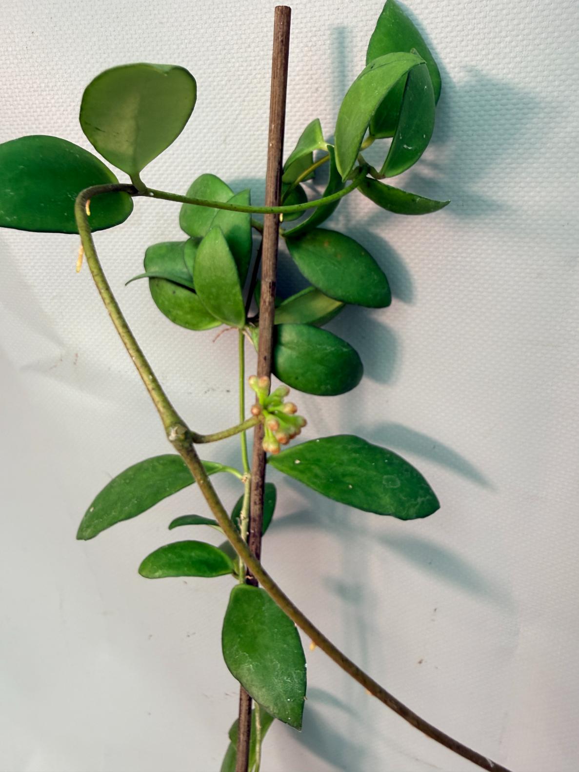 Hoya Myrmecopa big Leaves with flowers