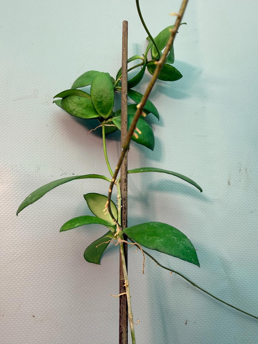 Hoya Myrmecopa big Leaves with flowers