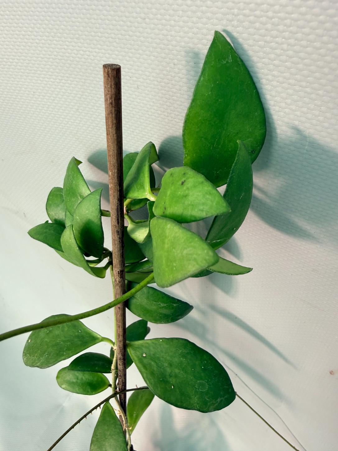 Hoya Myrmecopa big Leaves with flowers