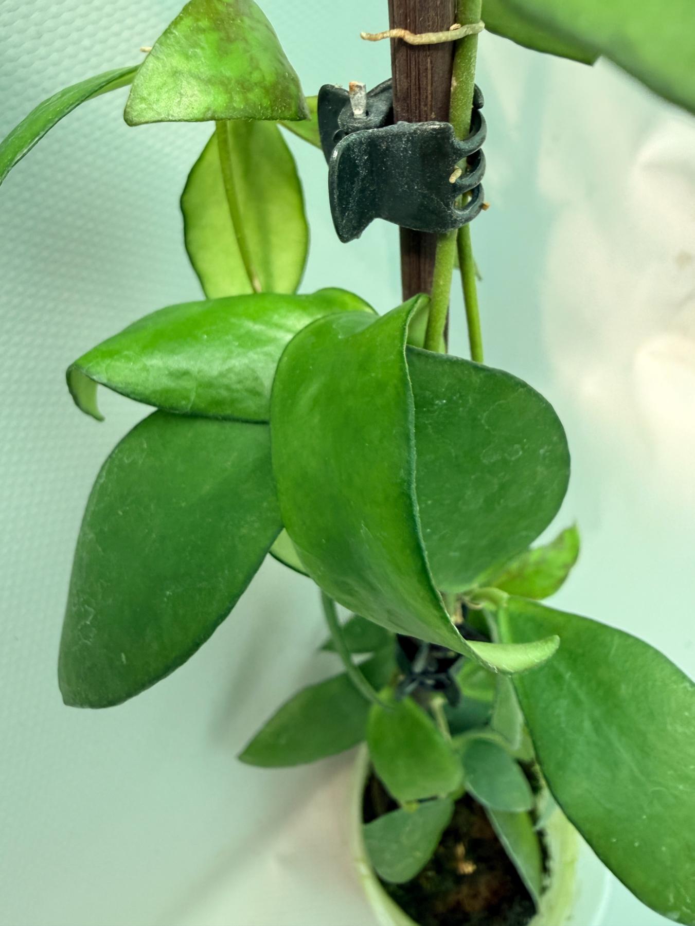 Hoya Myrmecopa big Leaves with flowers