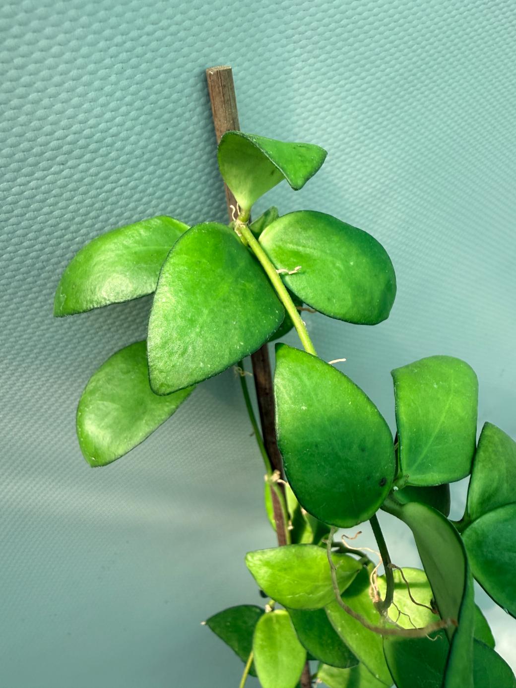 Hoya Myrmecopa big Leaves with flowers