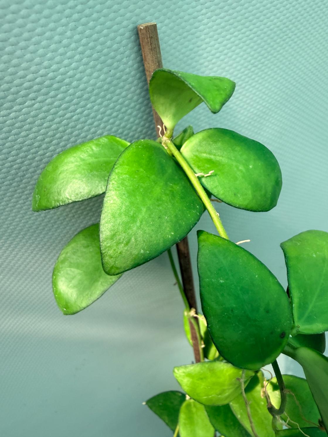 Hoya Myrmecopa big Leaves with flowers