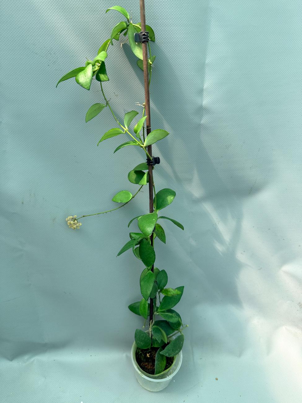 Hoya Myrmecopa big Leaves with flowers