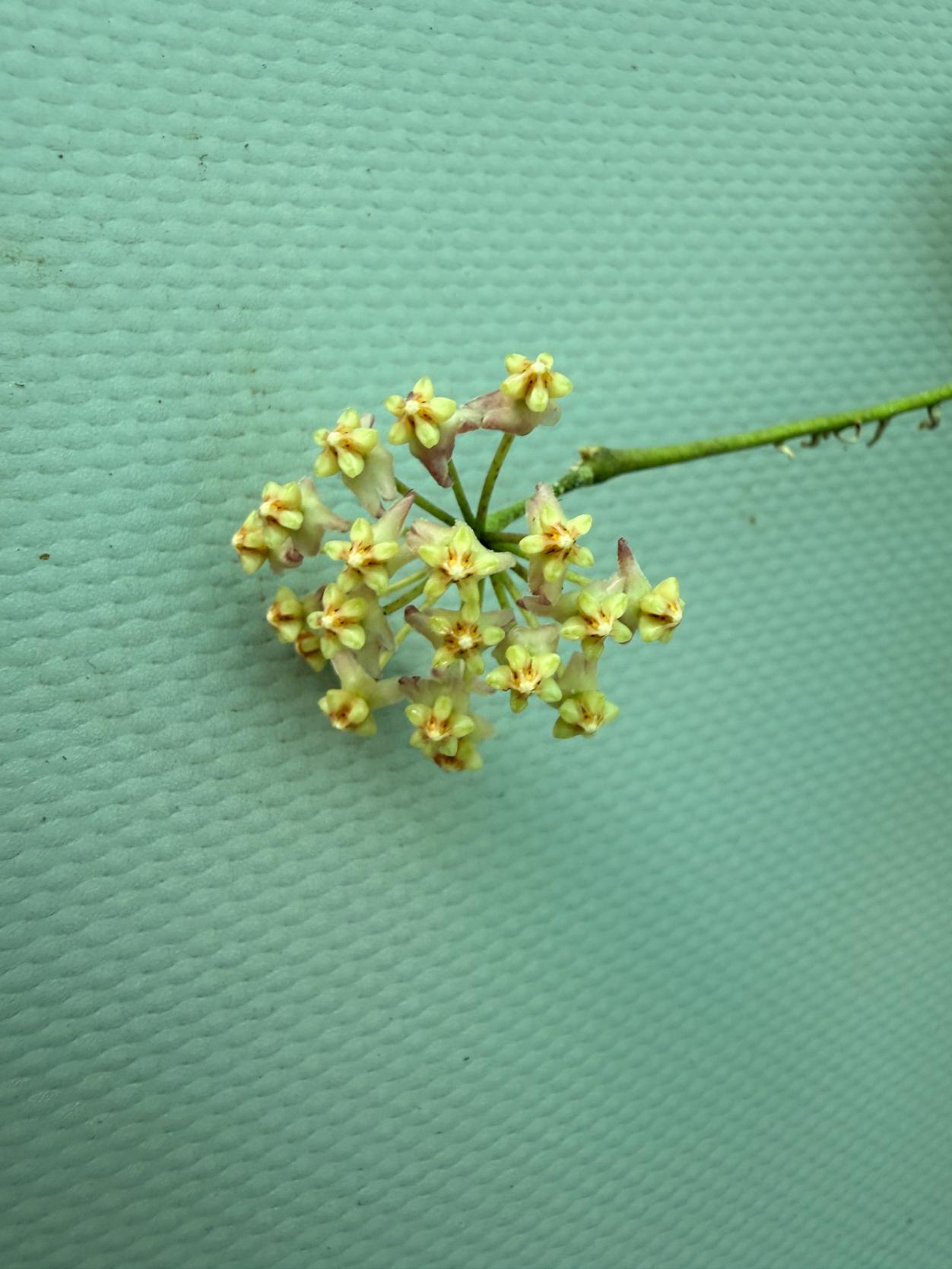 Hoya Myrmecopa big Leaves with flowers