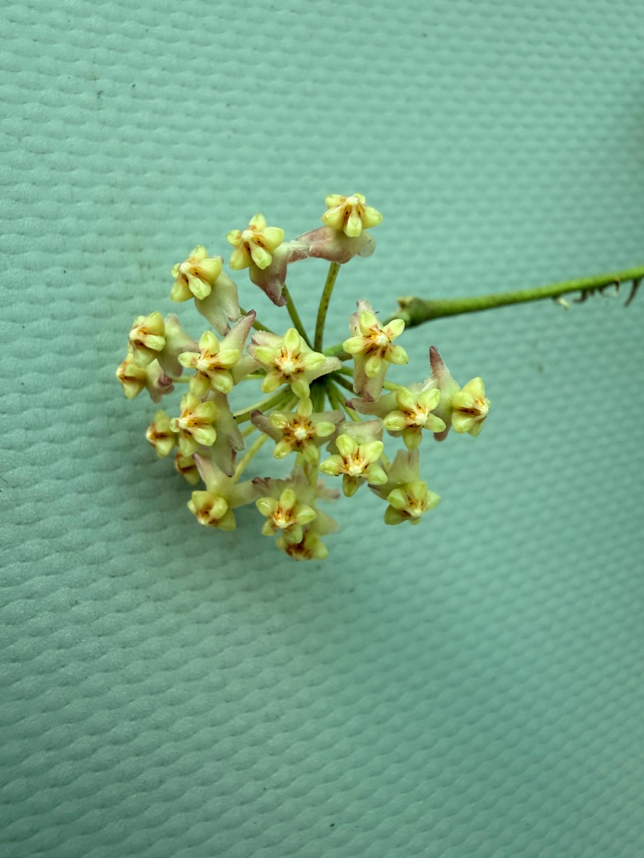 Hoya Myrmecopa big Leaves with flowers