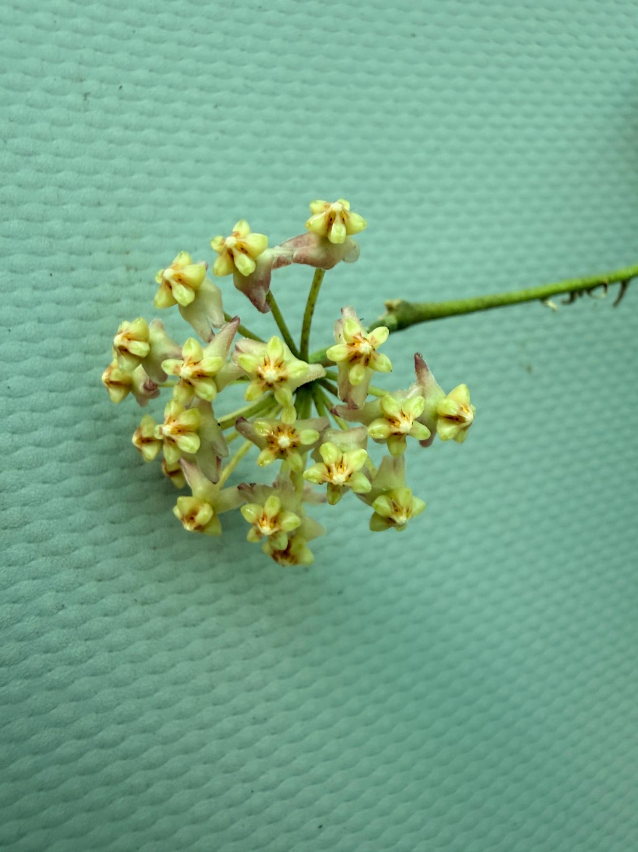Hoya Myrmecopa big Leaves with flowers