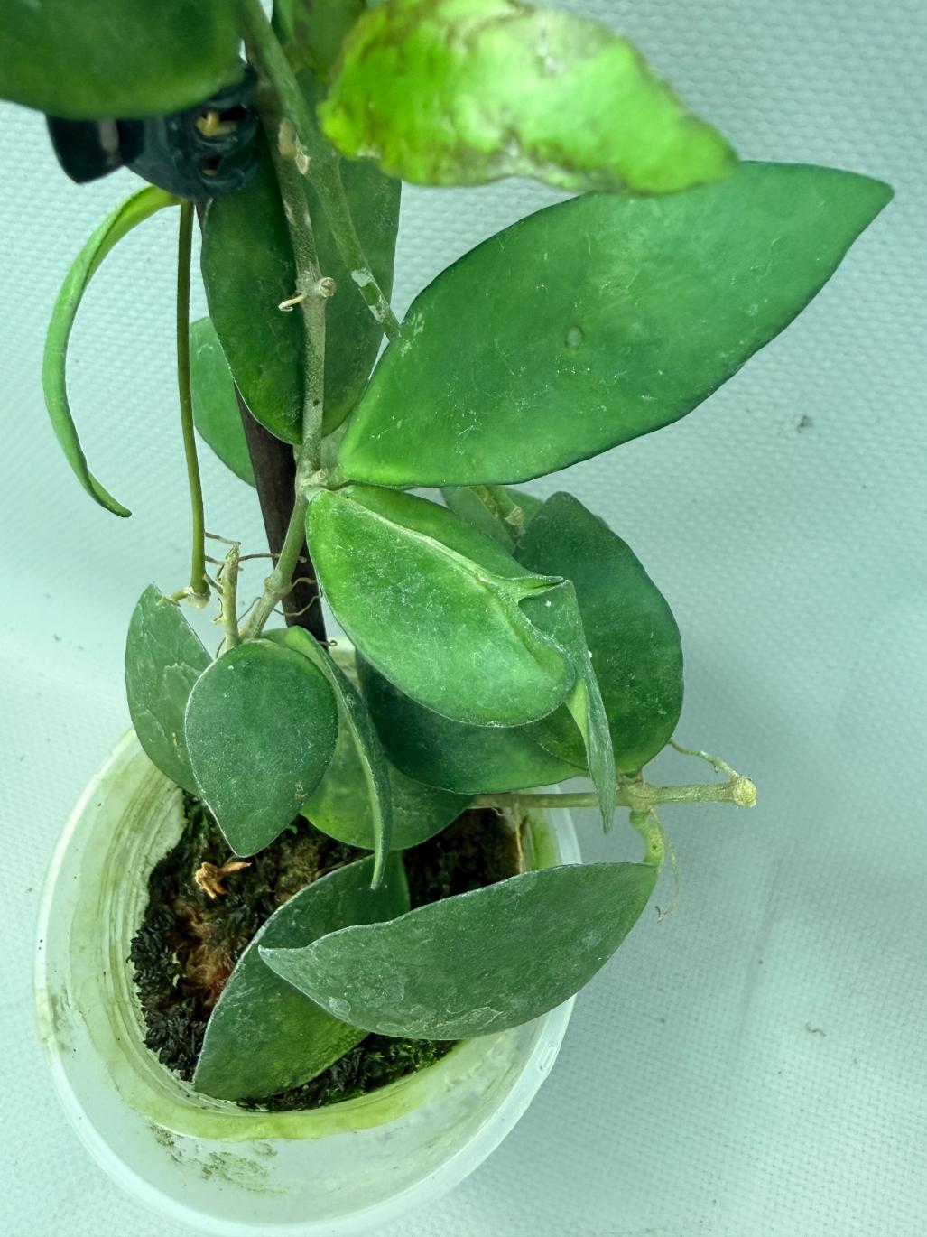 Hoya Myrmecopa big Leaves with flowers