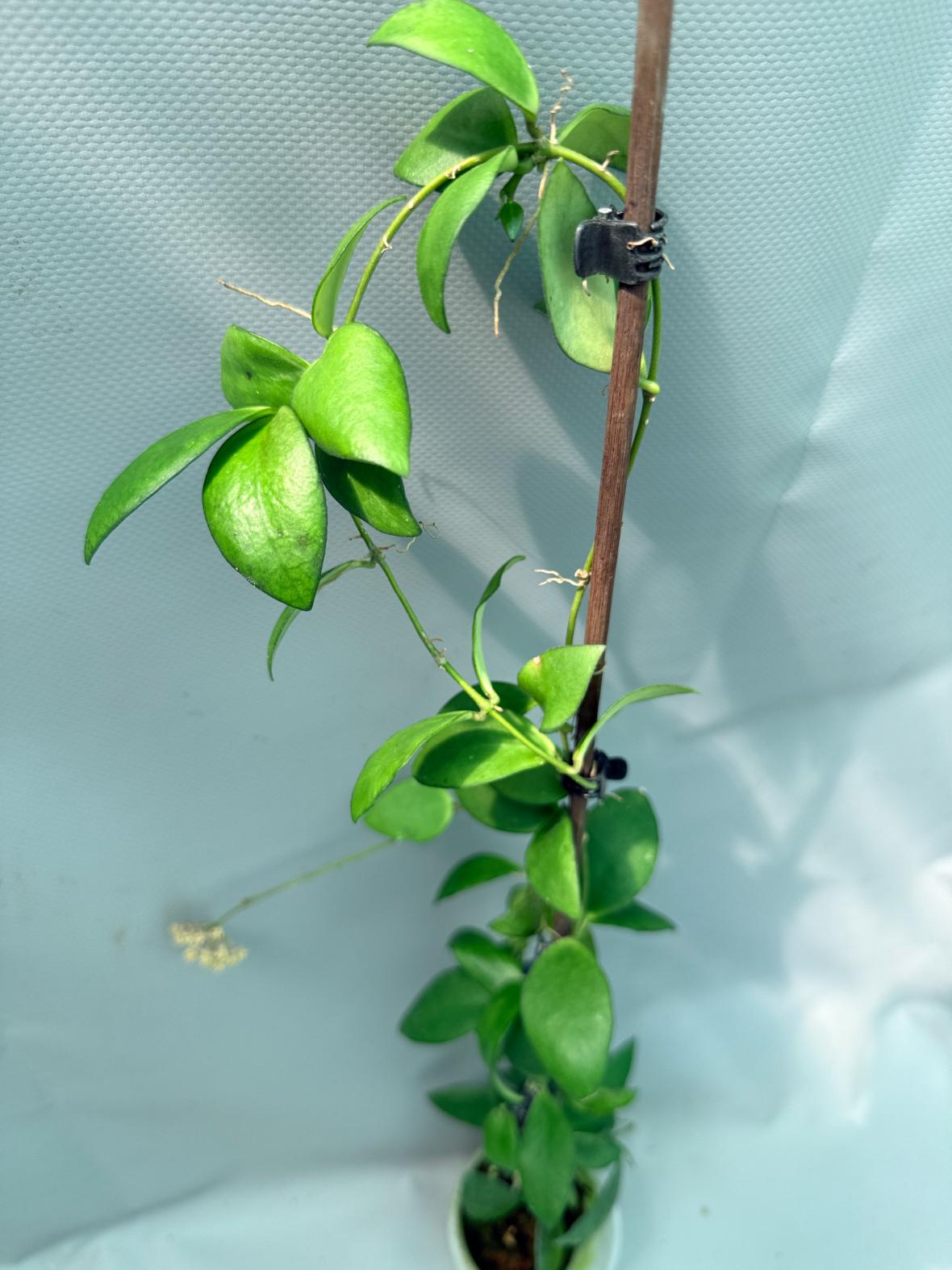 Hoya Myrmecopa big Leaves with flowers