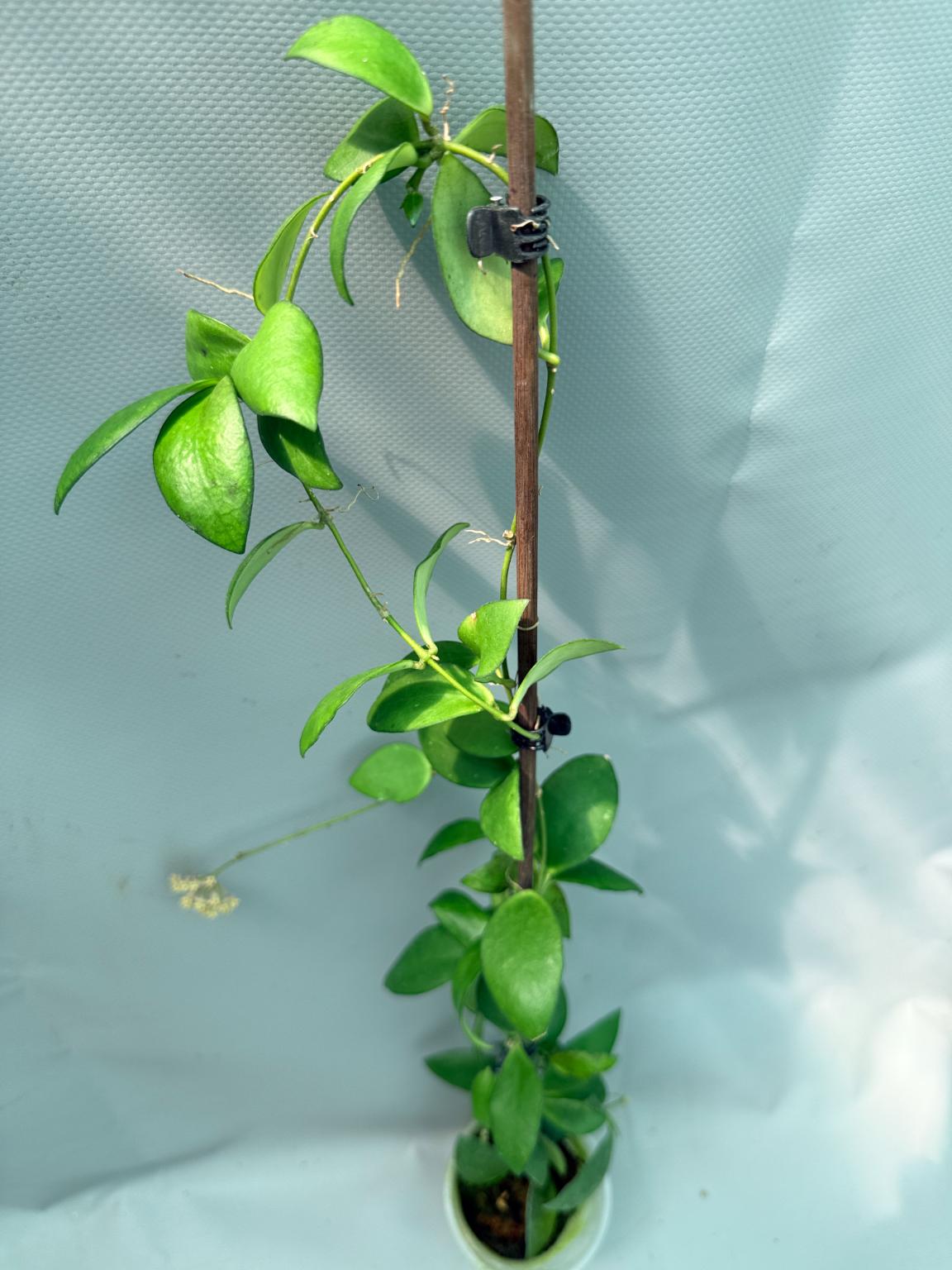 Hoya Myrmecopa big Leaves with flowers