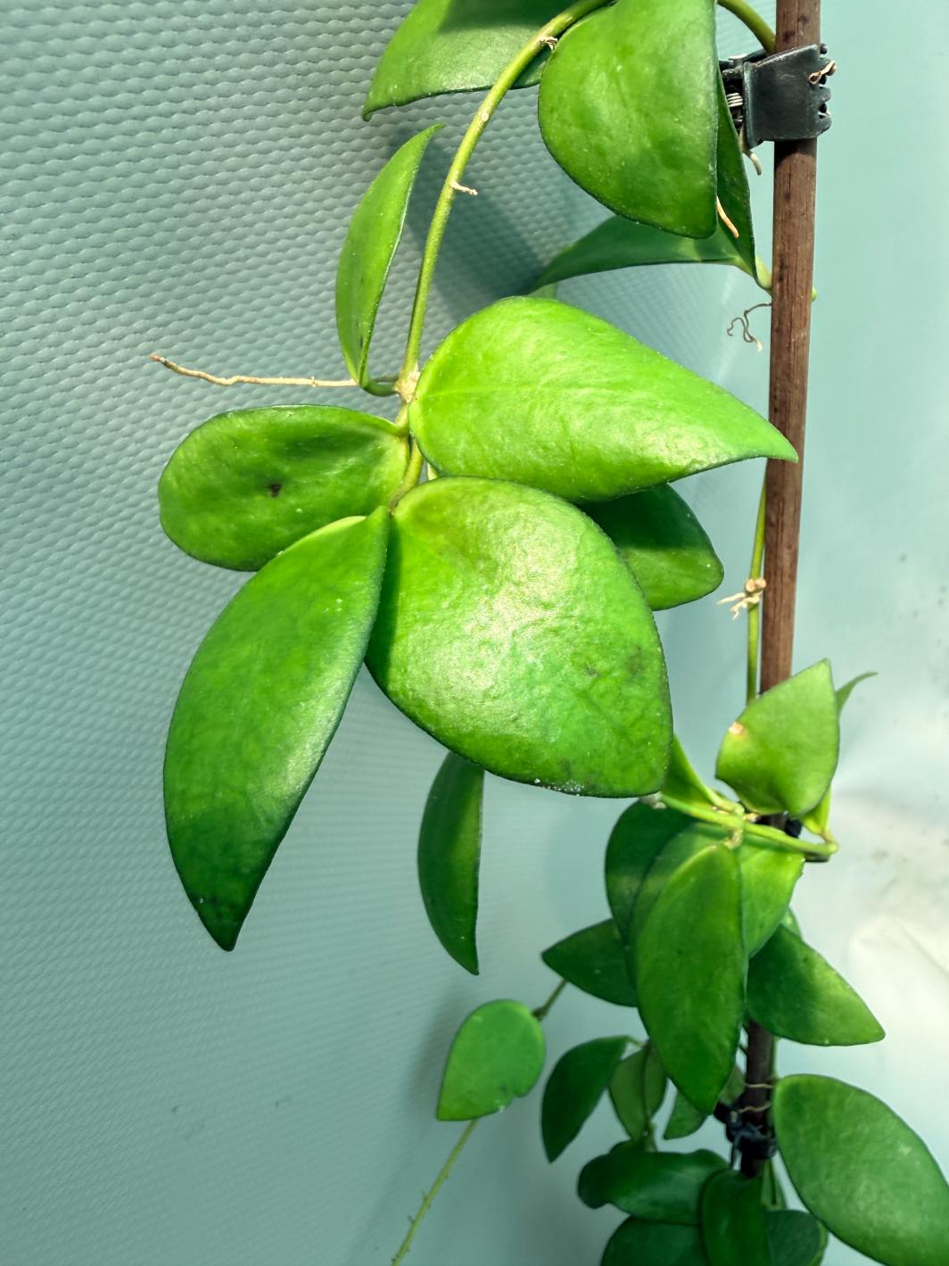 Hoya Myrmecopa big Leaves with flowers
