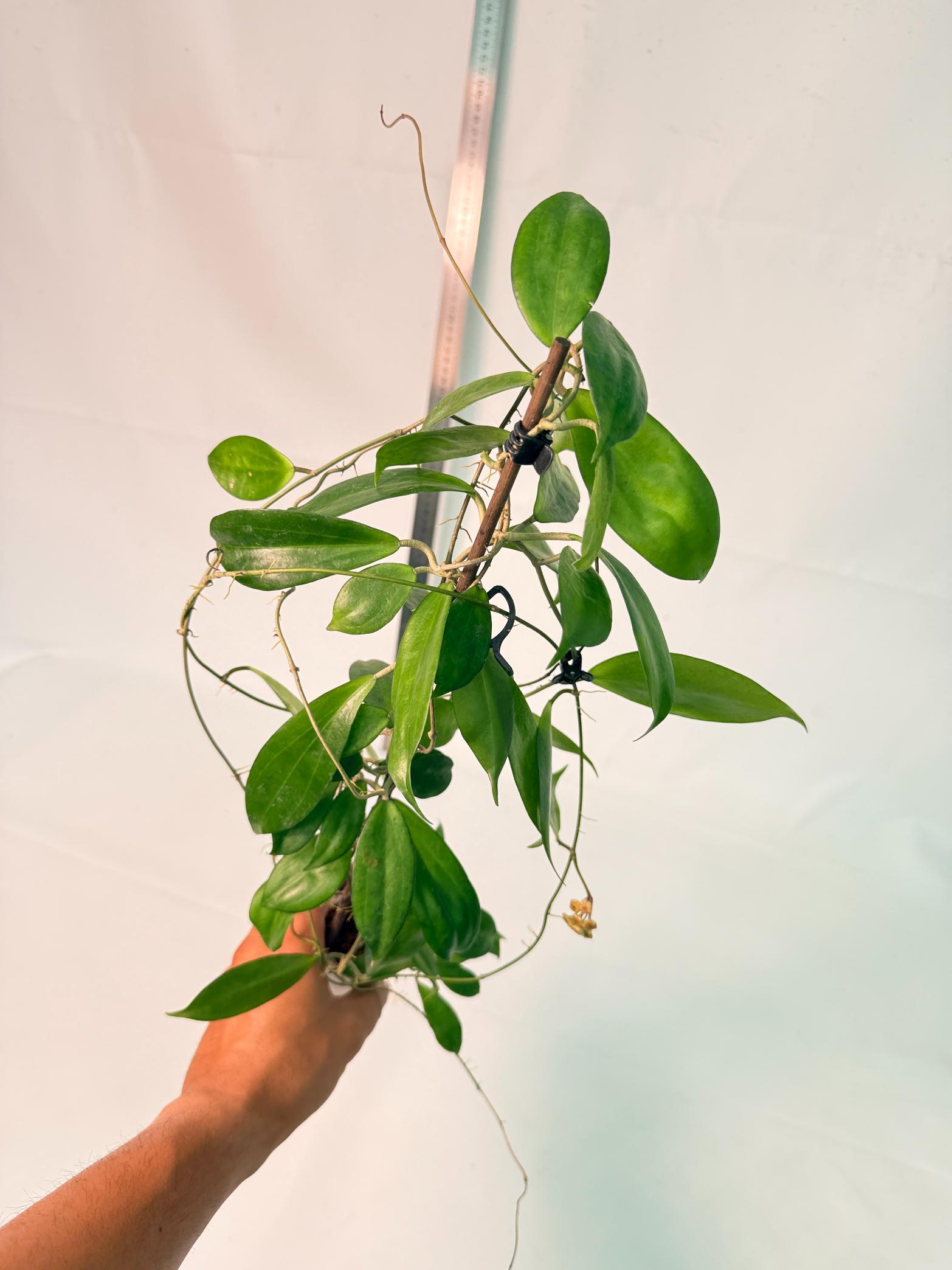 Hoya Neo-ebudica with FLOWERS 3