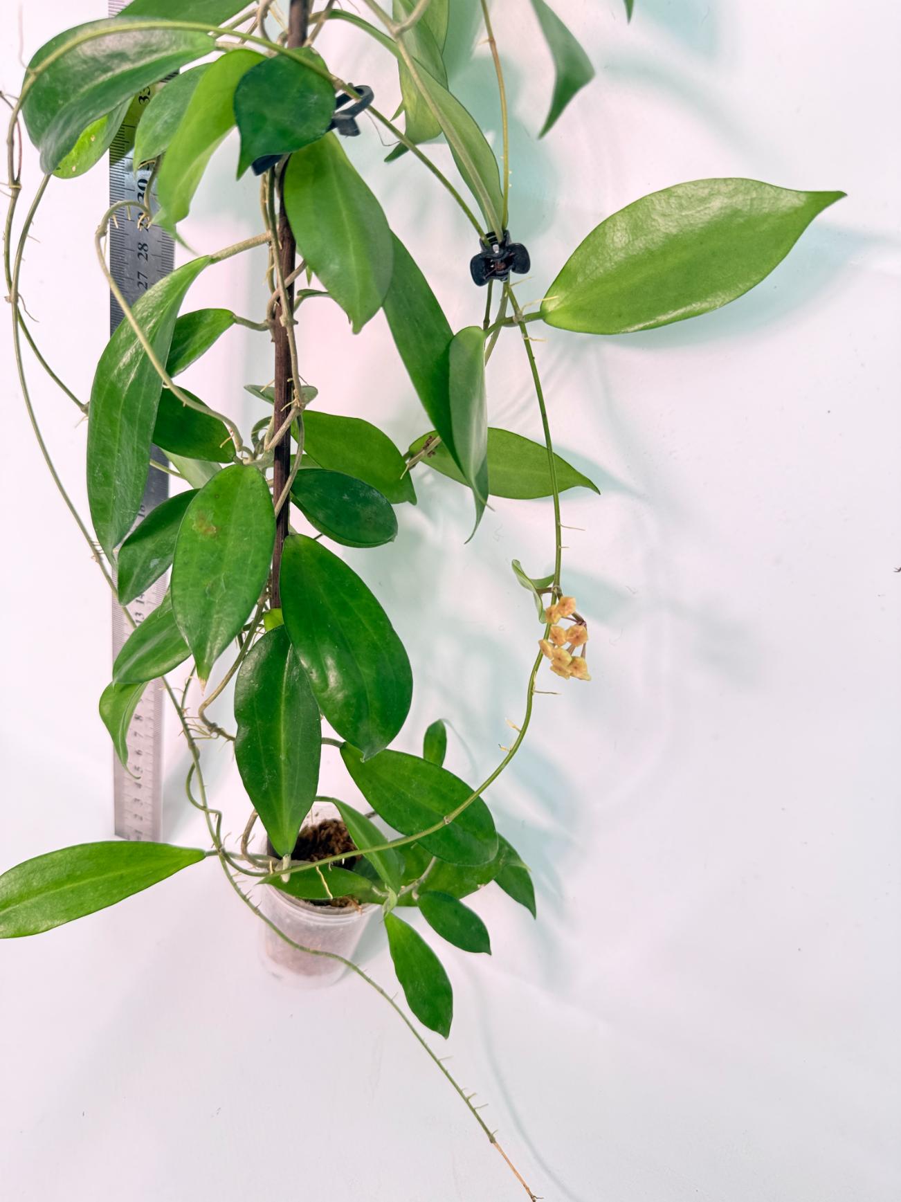 Hoya Neo-ebudica with FLOWERS 9