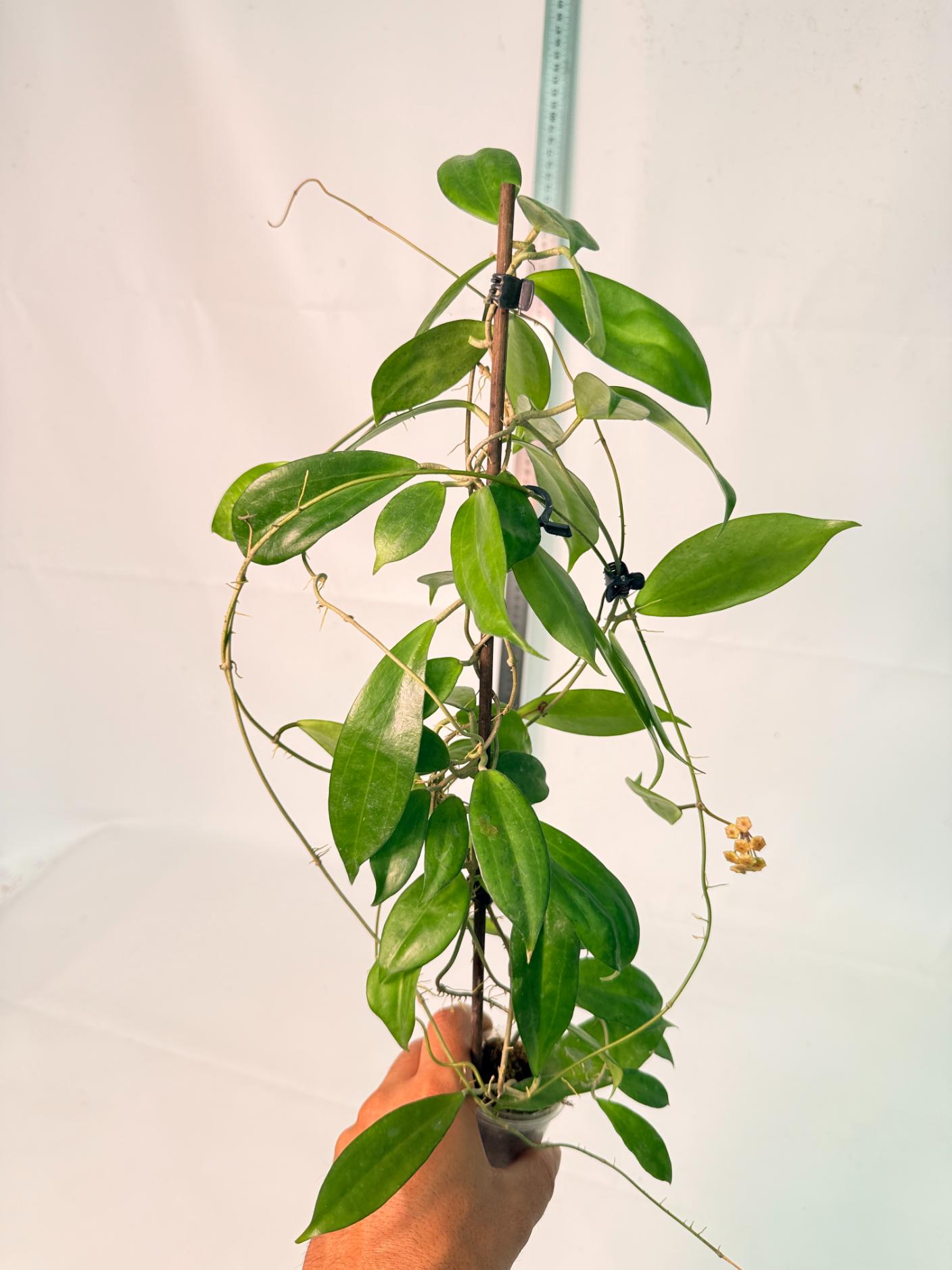 Hoya Neo-ebudica with FLOWERS 10