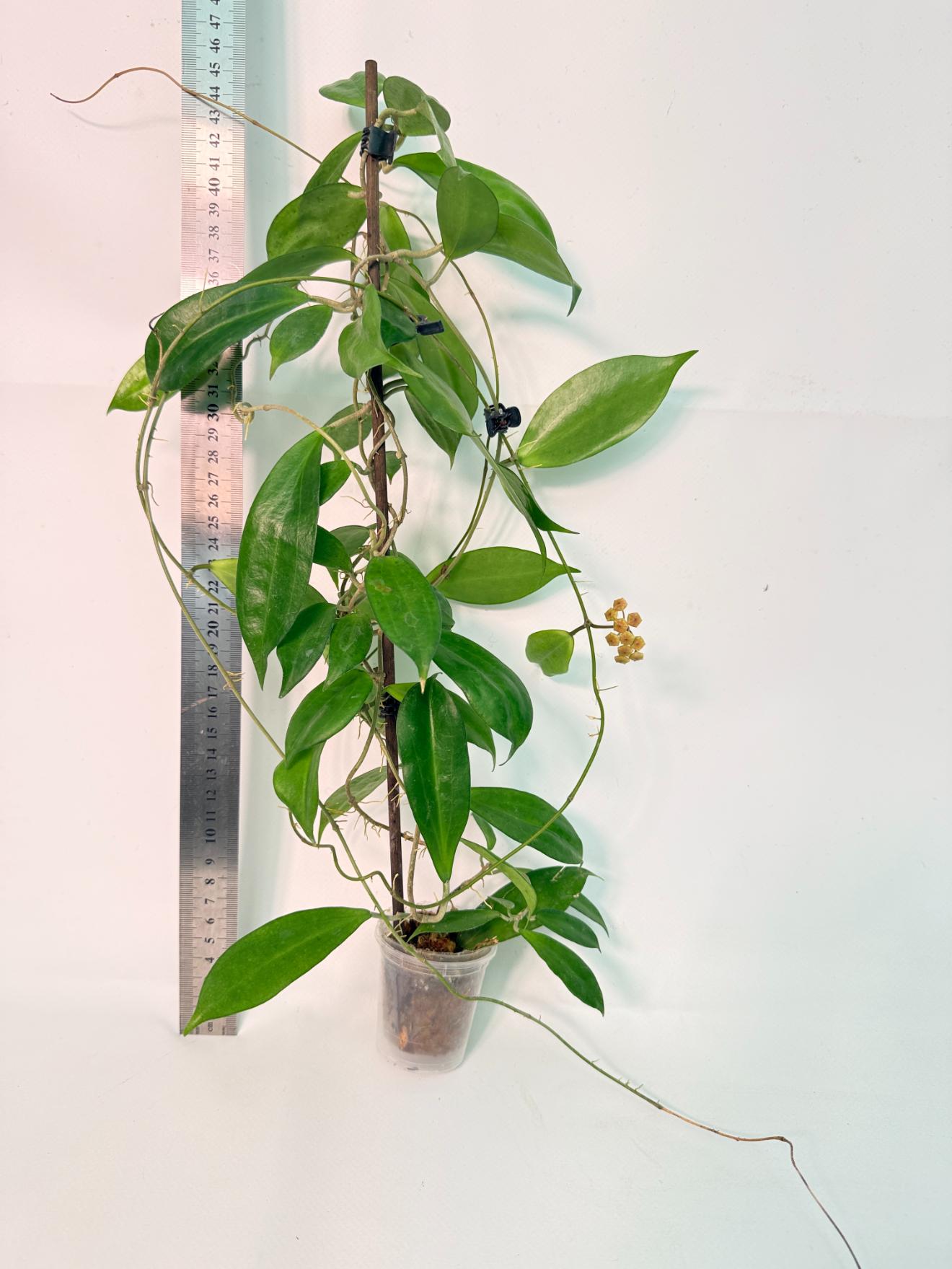 Hoya Neo-ebudica with FLOWERS 4
