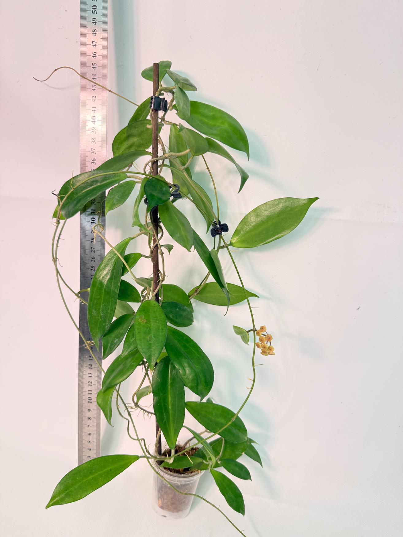 Hoya Neo-ebudica with FLOWERS 1