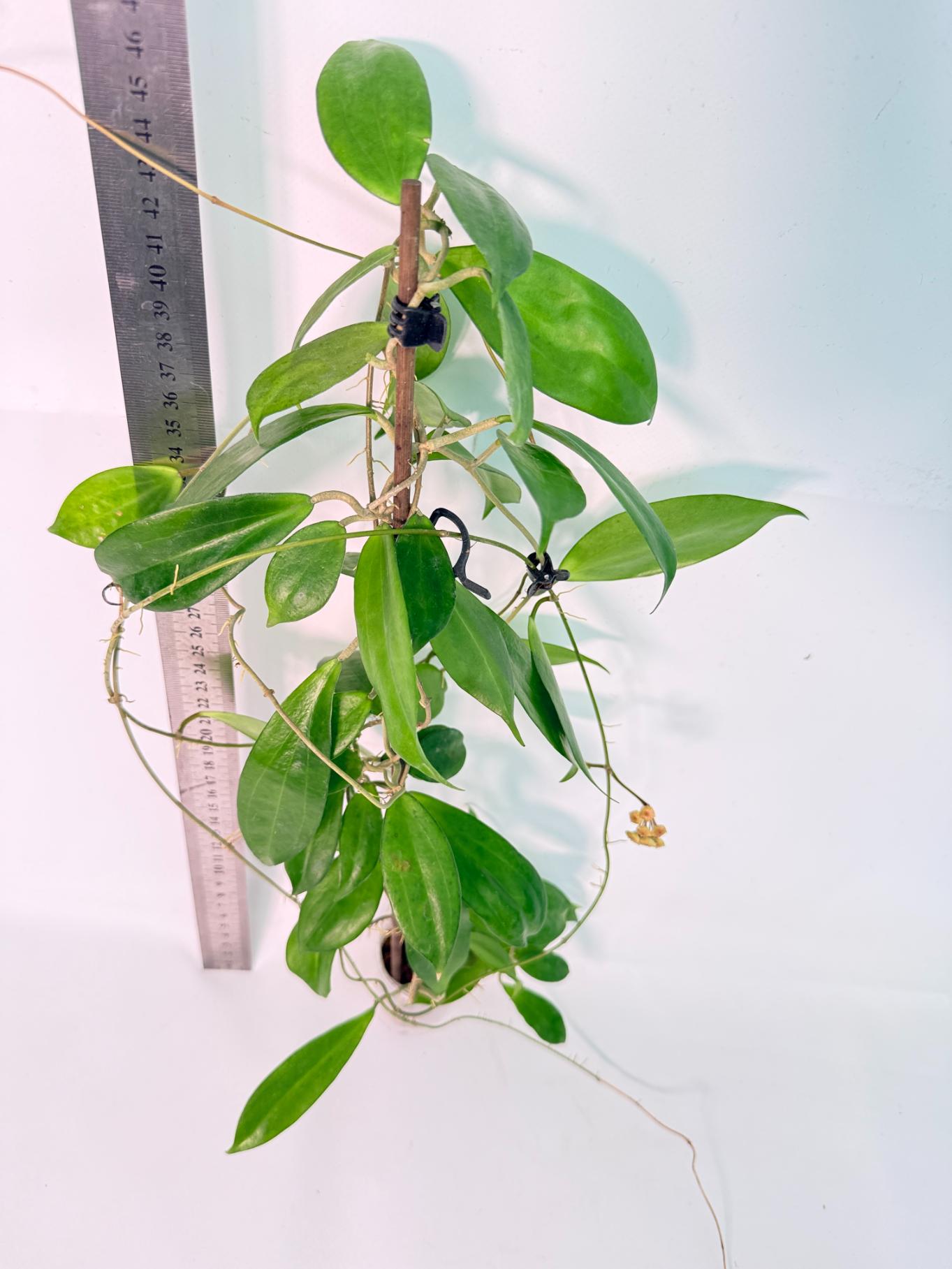 Hoya Neo-ebudica with FLOWERS 7