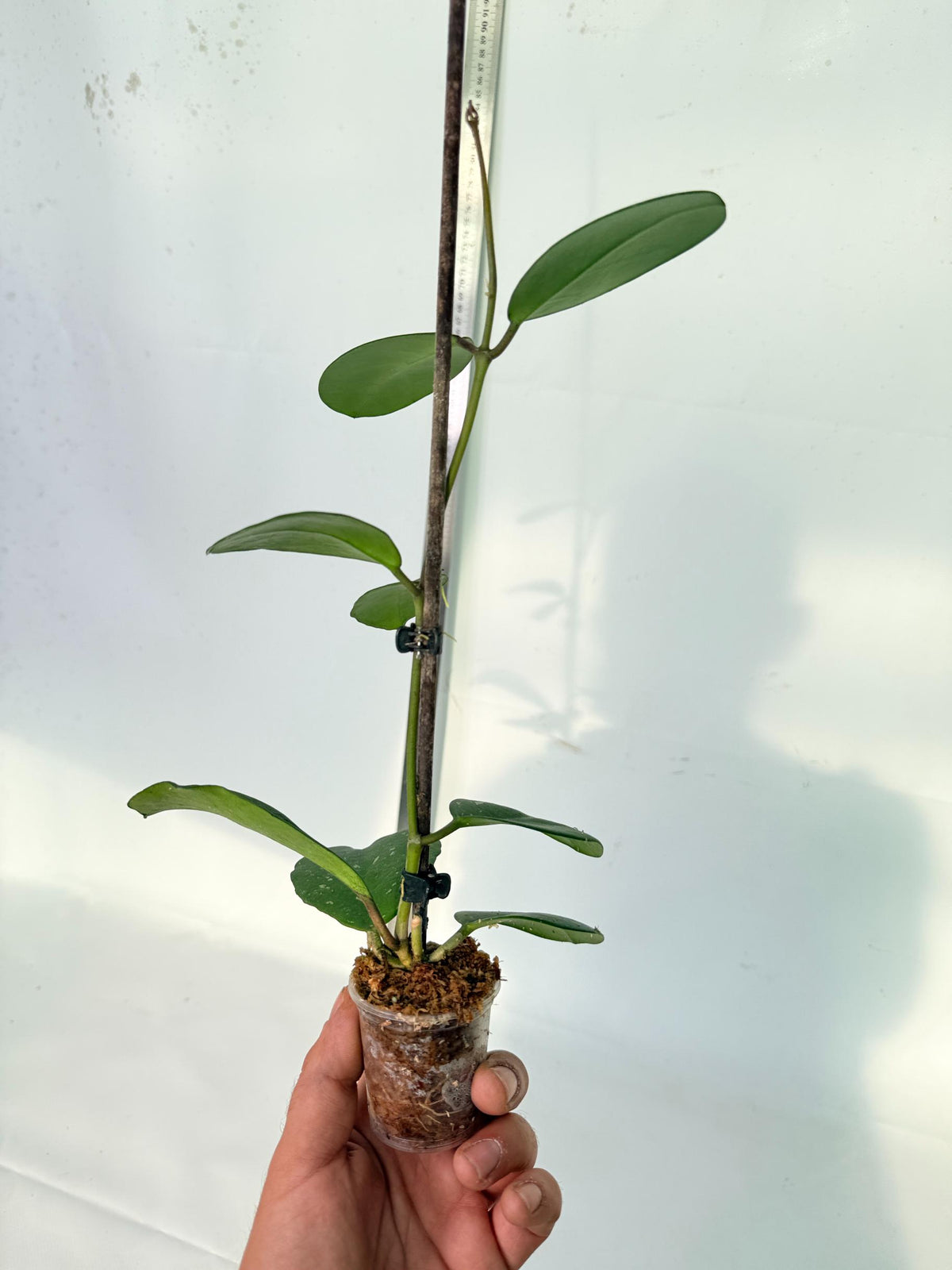 Hoya Obovata Splash 6