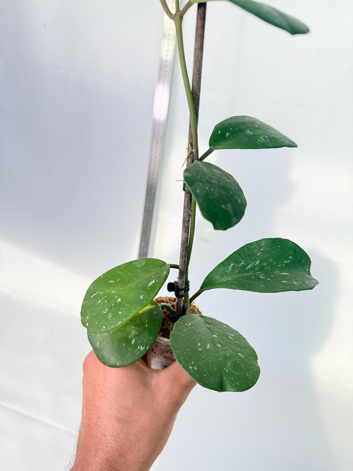 Hoya Obovata Splash 9