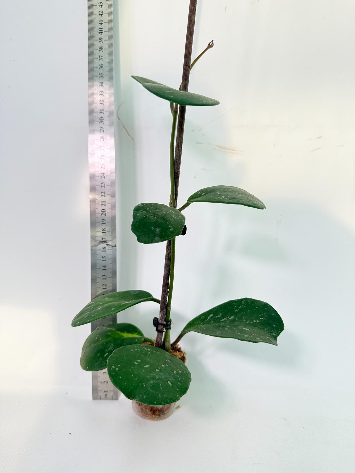 Hoya Obovata Splash 4