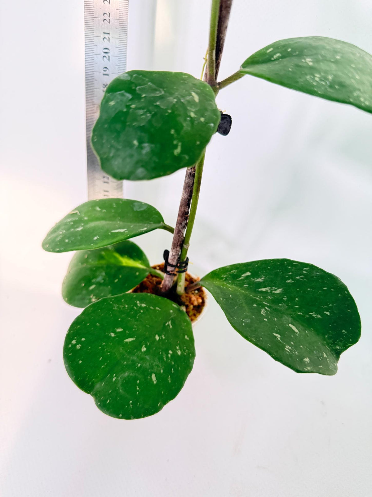 Hoya Obovata Splash 5