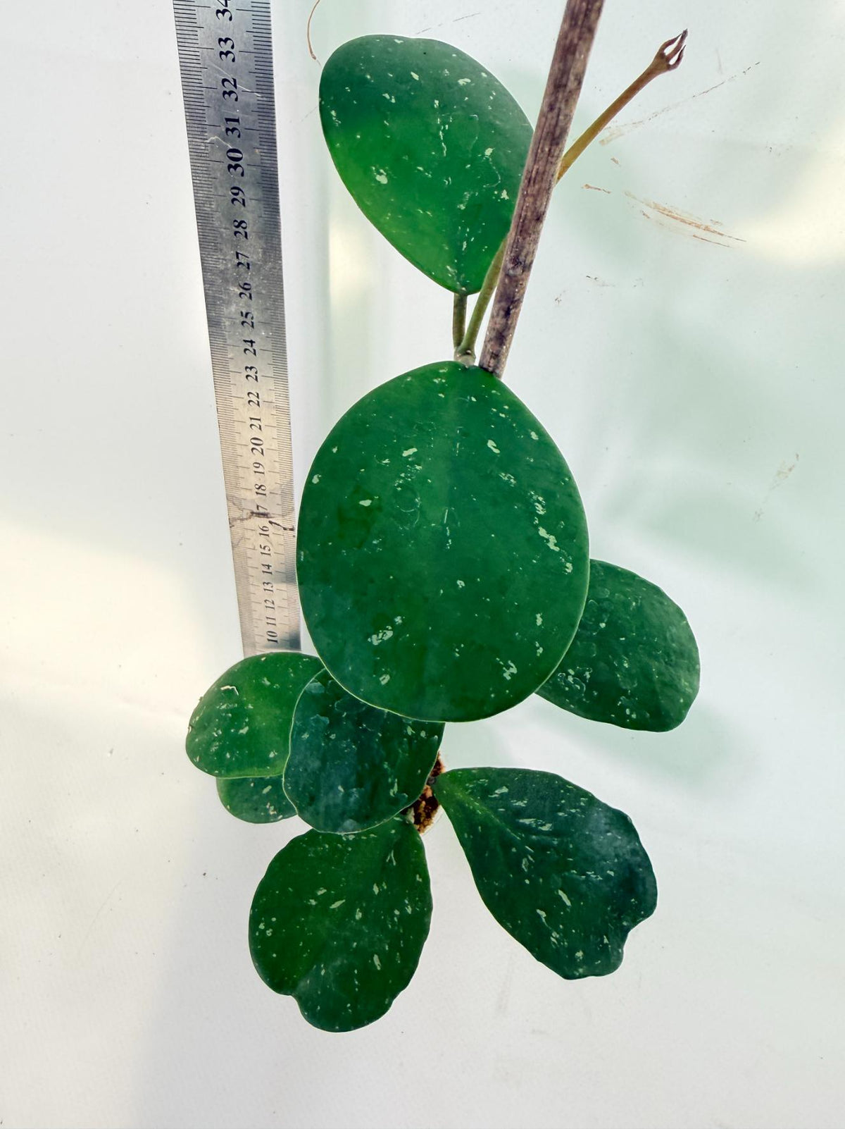 Hoya Obovata Splash 3