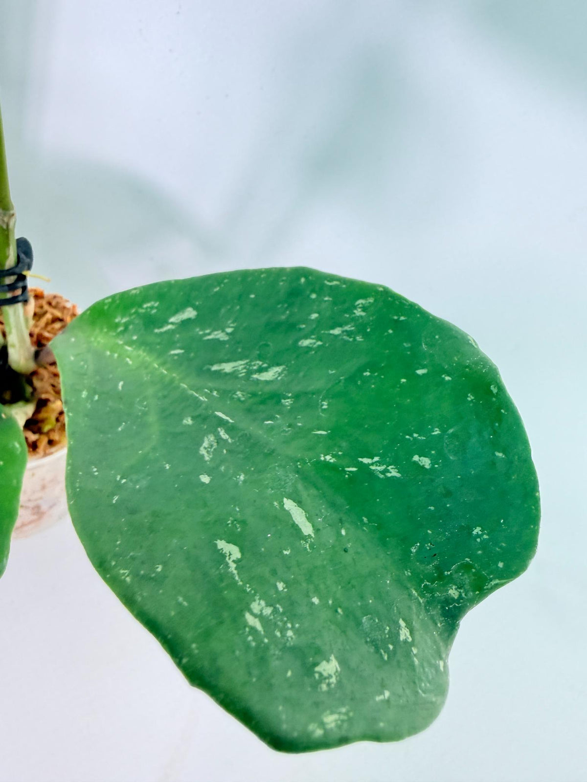 Hoya Obovata Splash 1