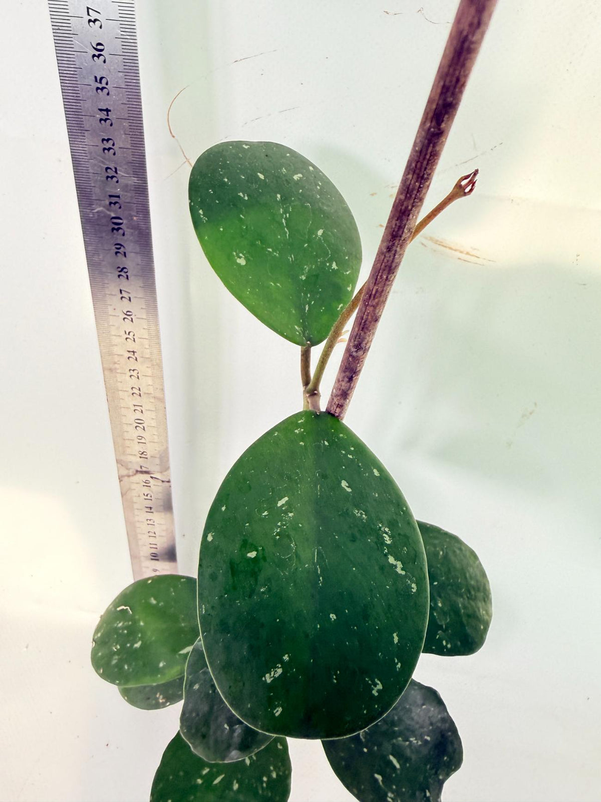 Hoya Obovata Splash 7
