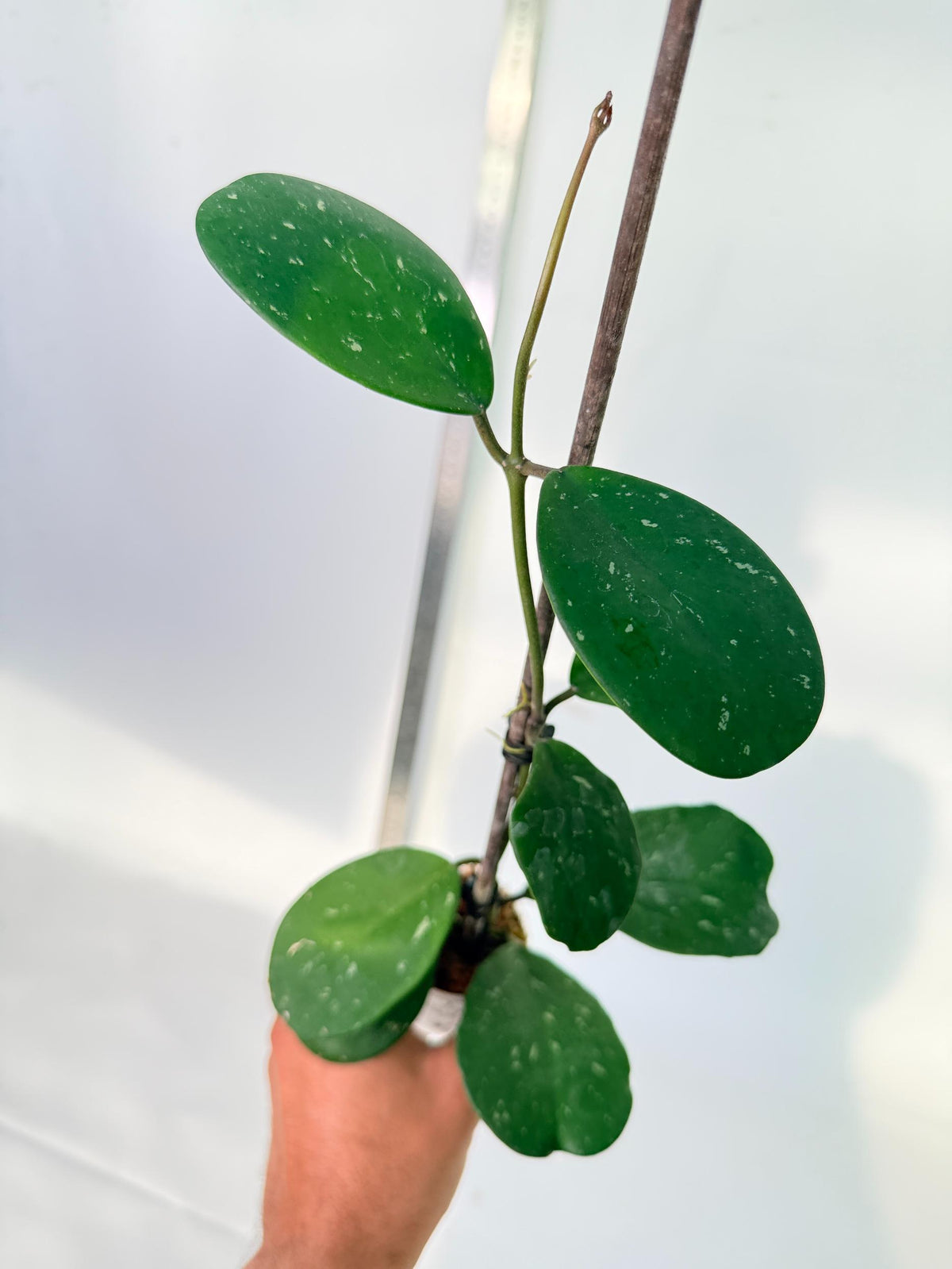 Hoya Obovata Splash 8