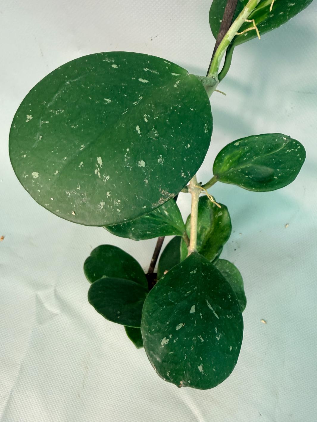 Hoya Obovata variegata 08