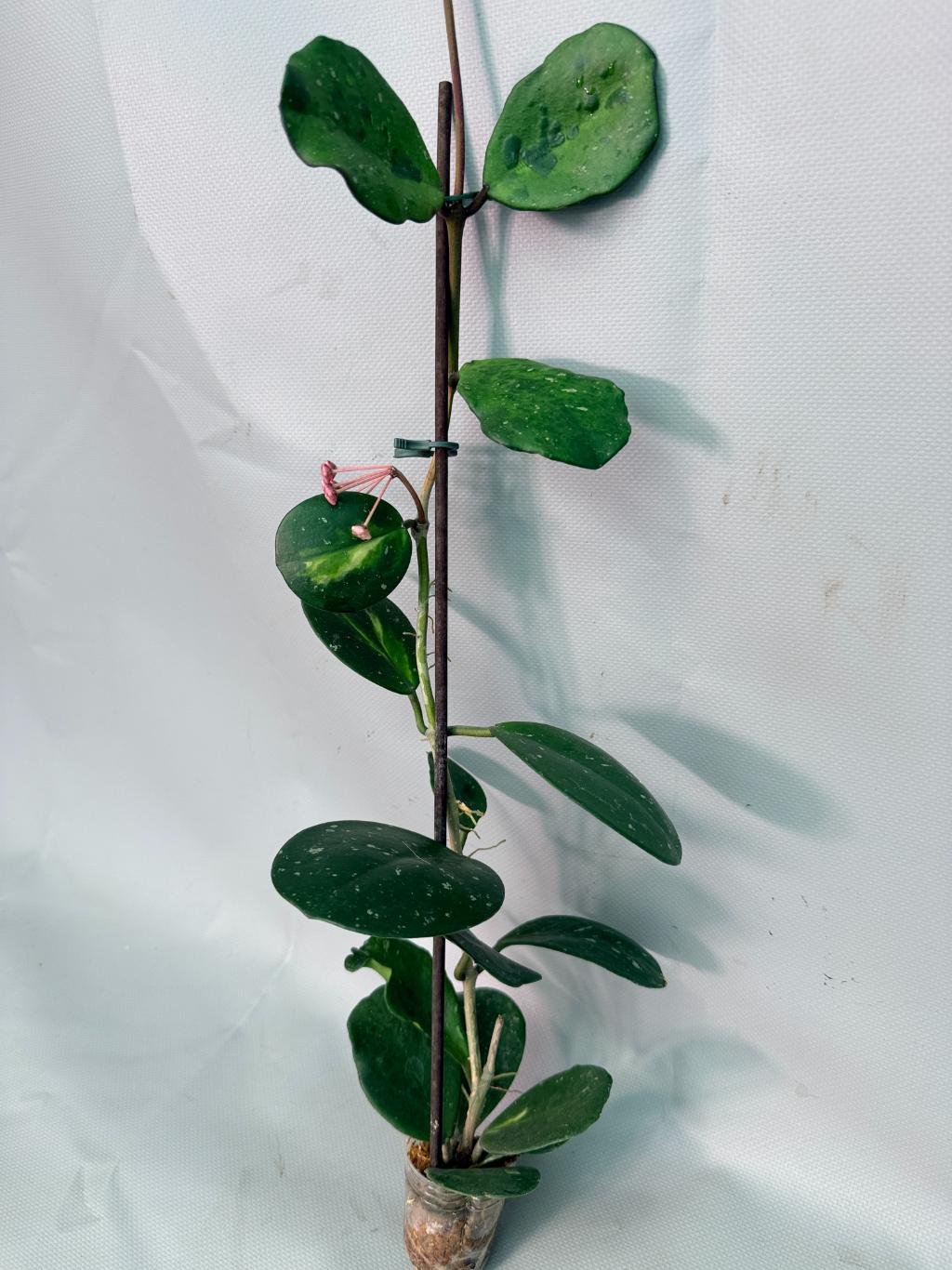 Hoya Obovata variegata 01