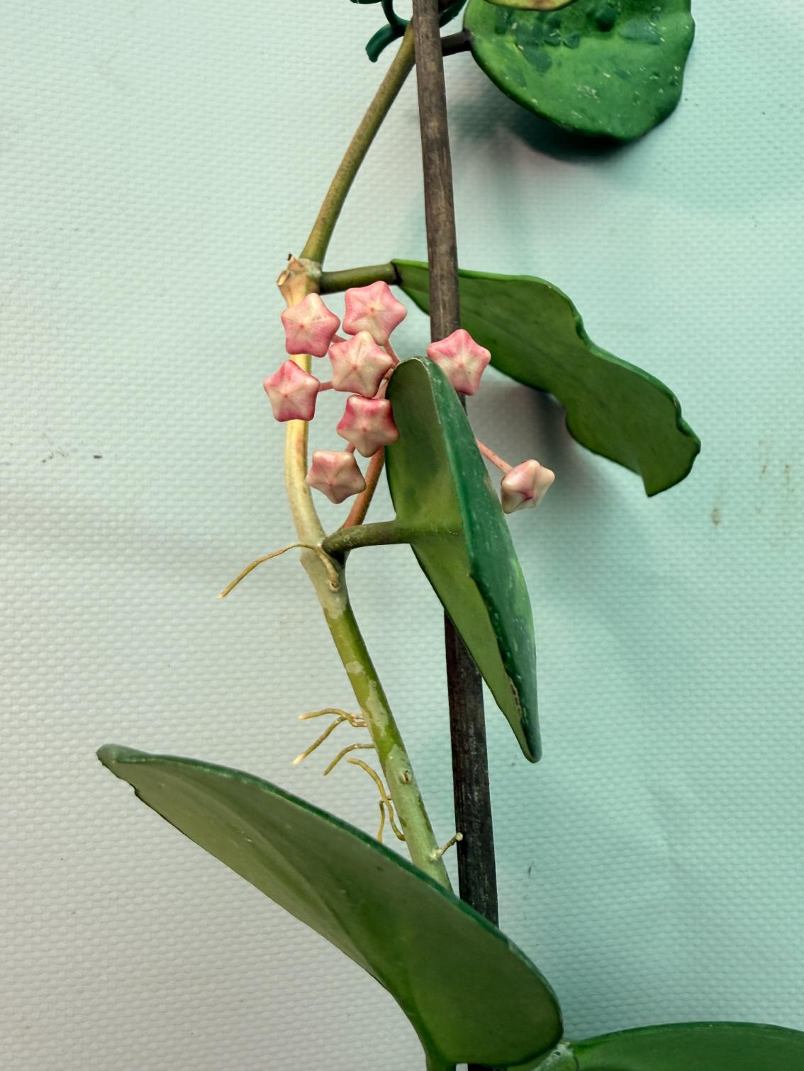 Hoya Obovata variegata 03