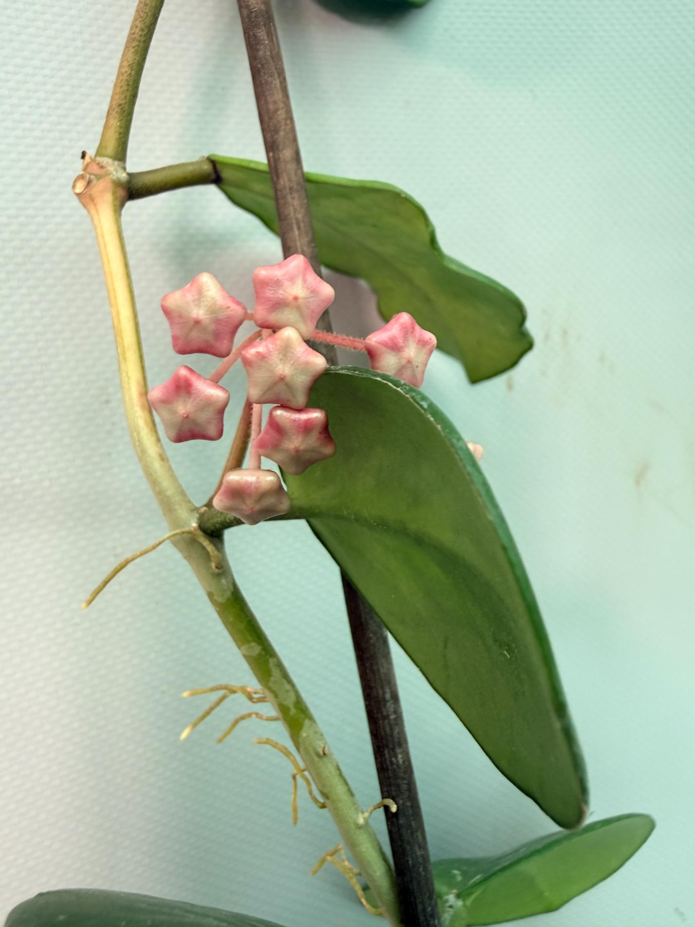 Hoya Obovata variegata 04