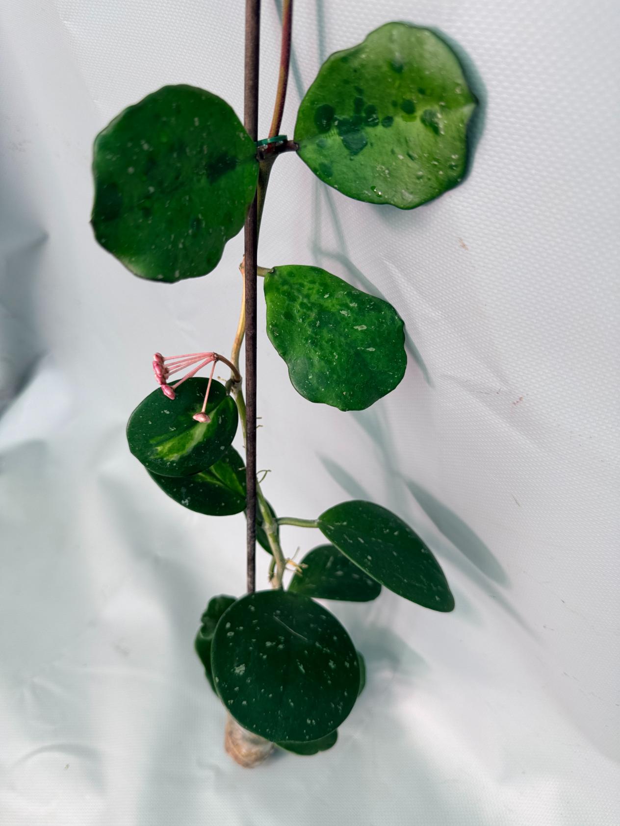 Hoya Obovata variegata 05