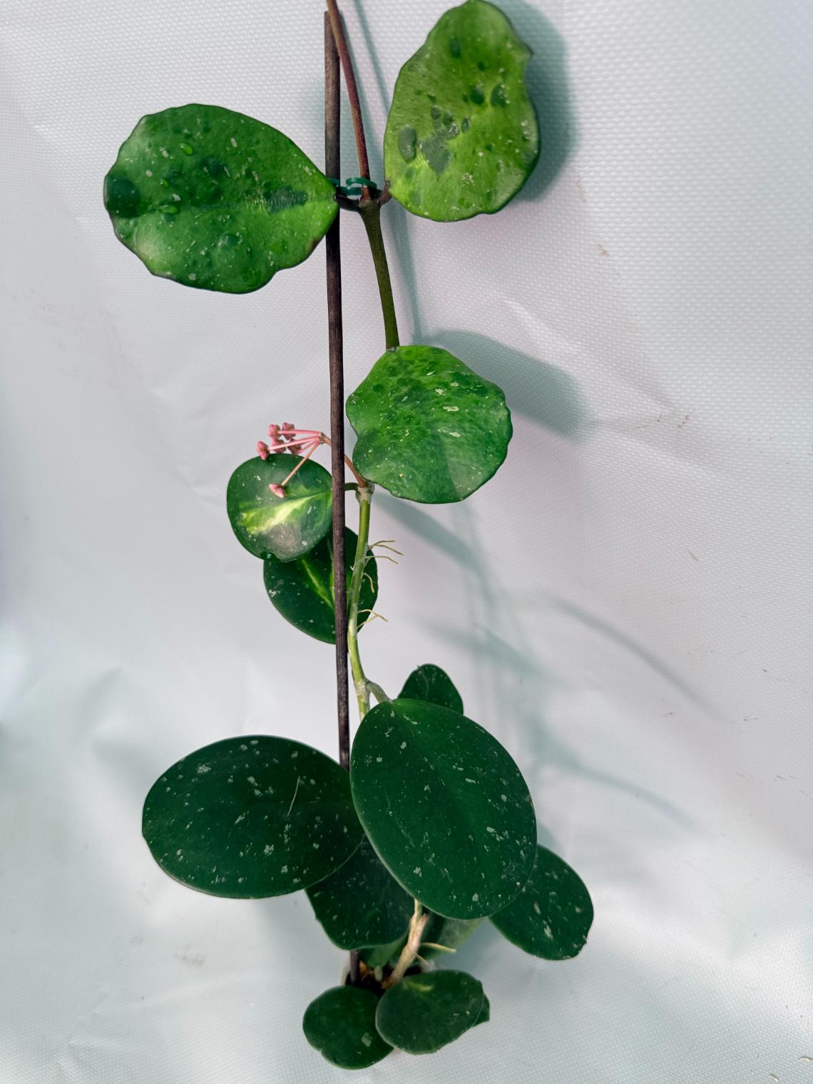 Hoya Obovata variegata 06