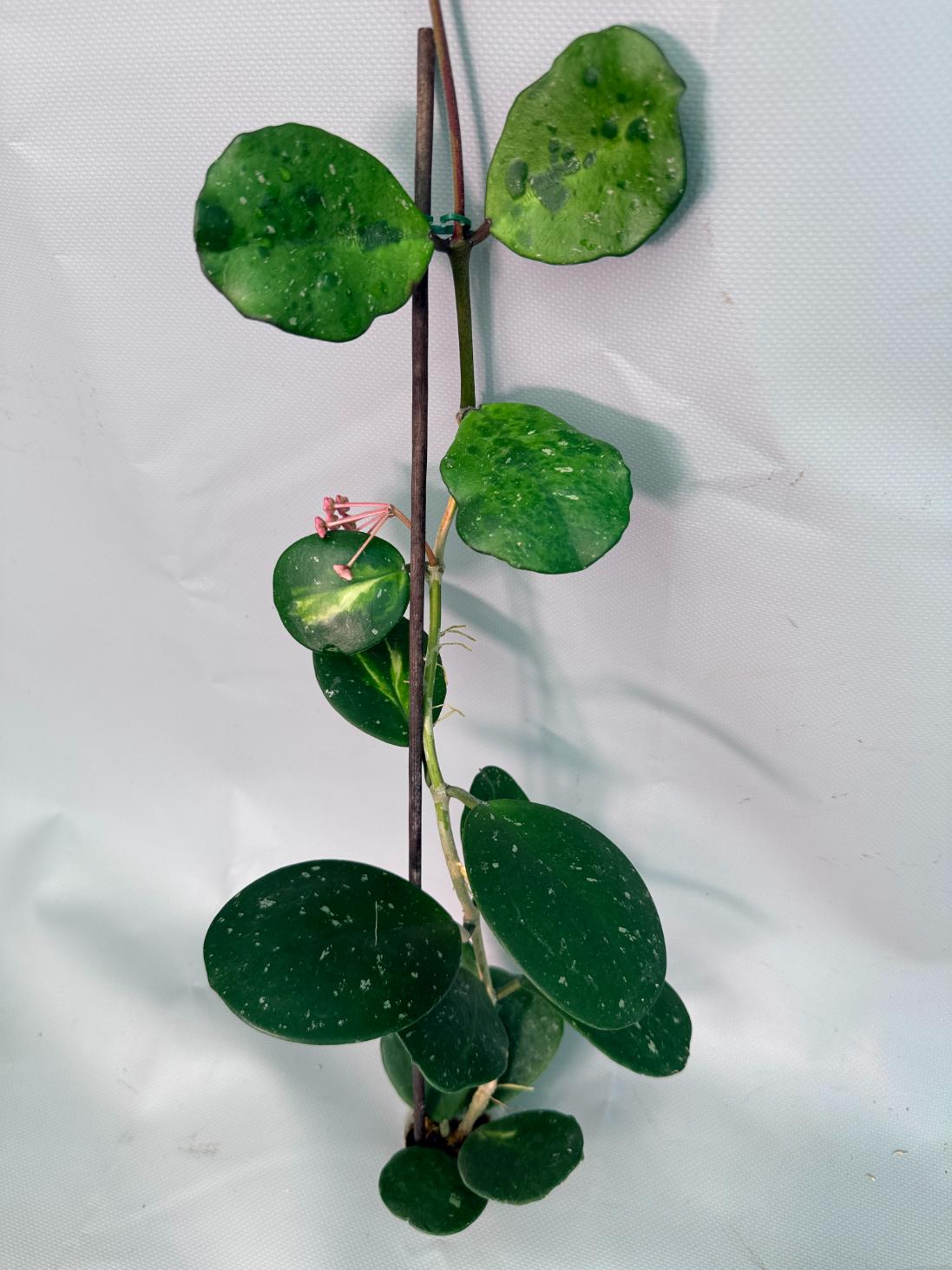 Hoya Obovata variegata 07