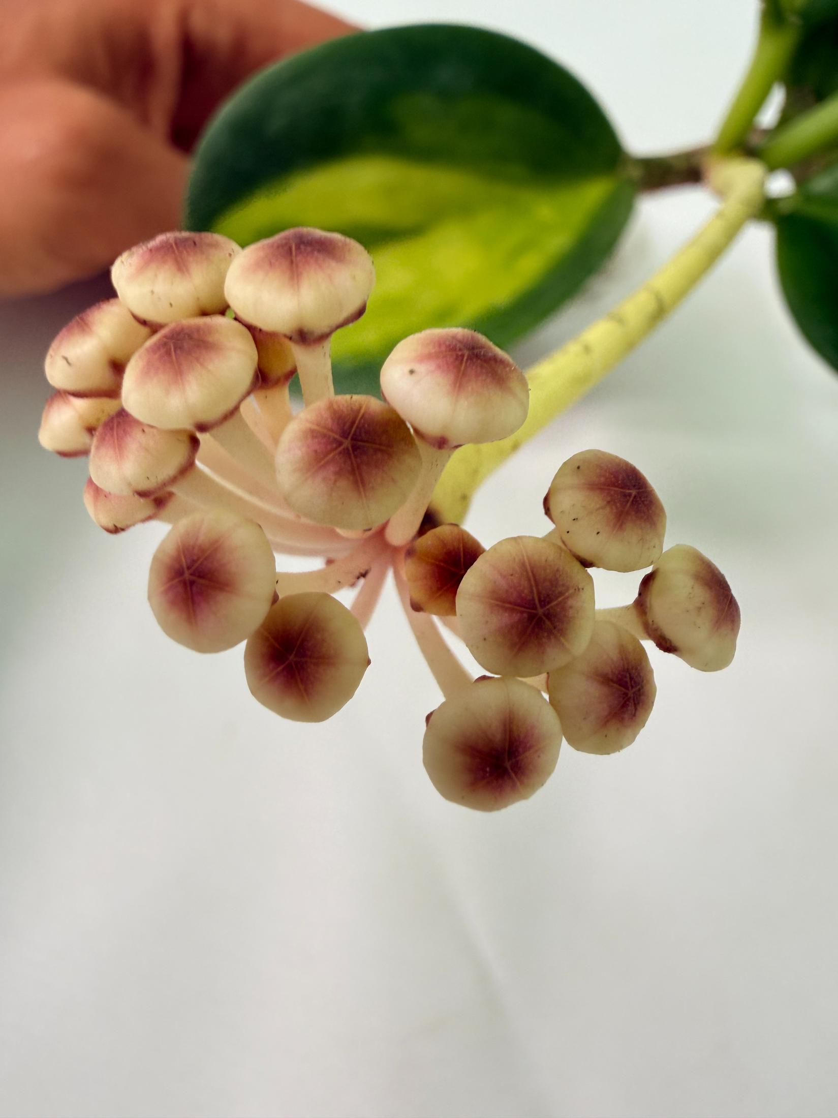Hoya Pachyclada inner variegation WITH FLOWERS 09